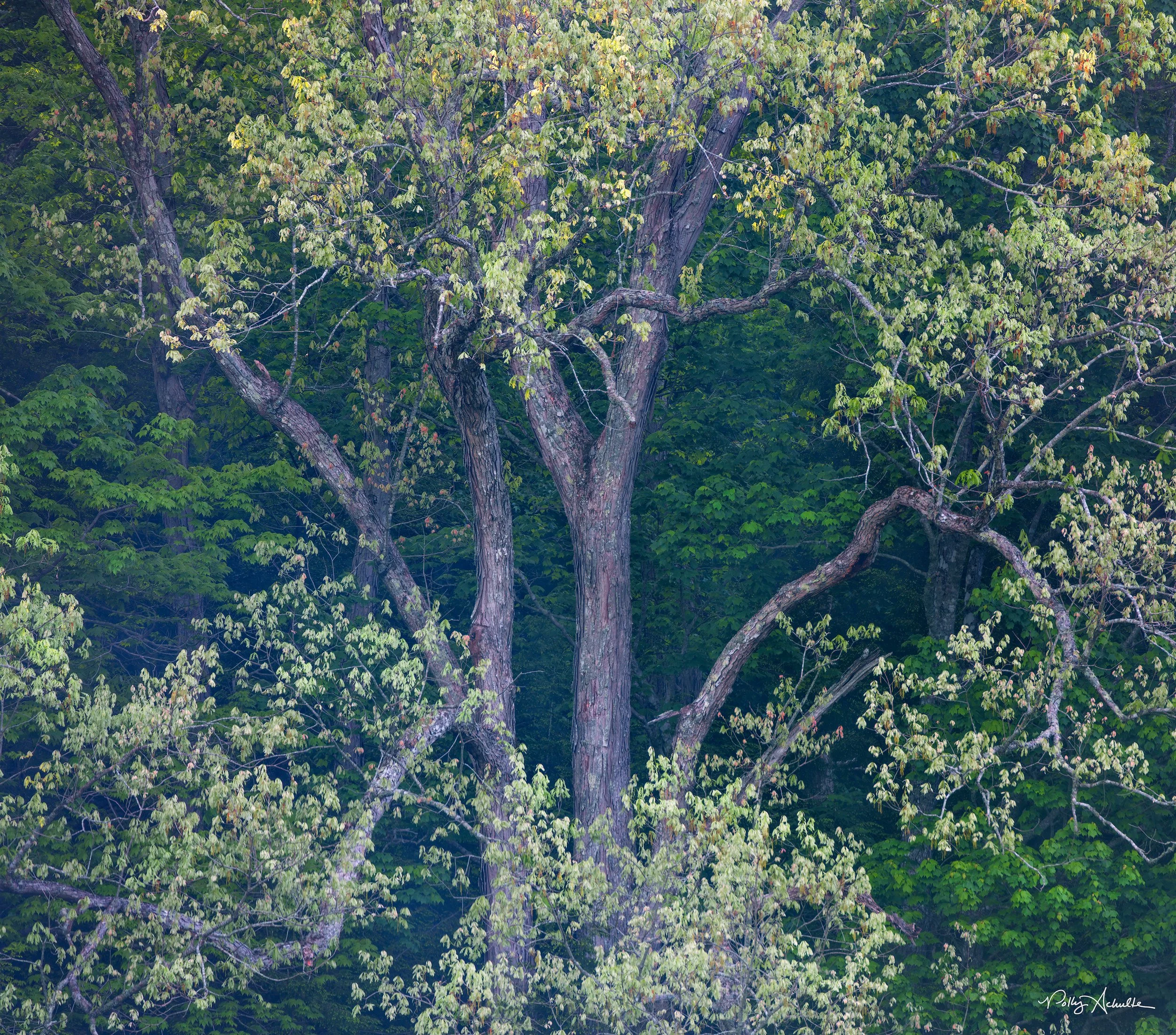 Cade's Cove Smoky Mountain National Park (2026)