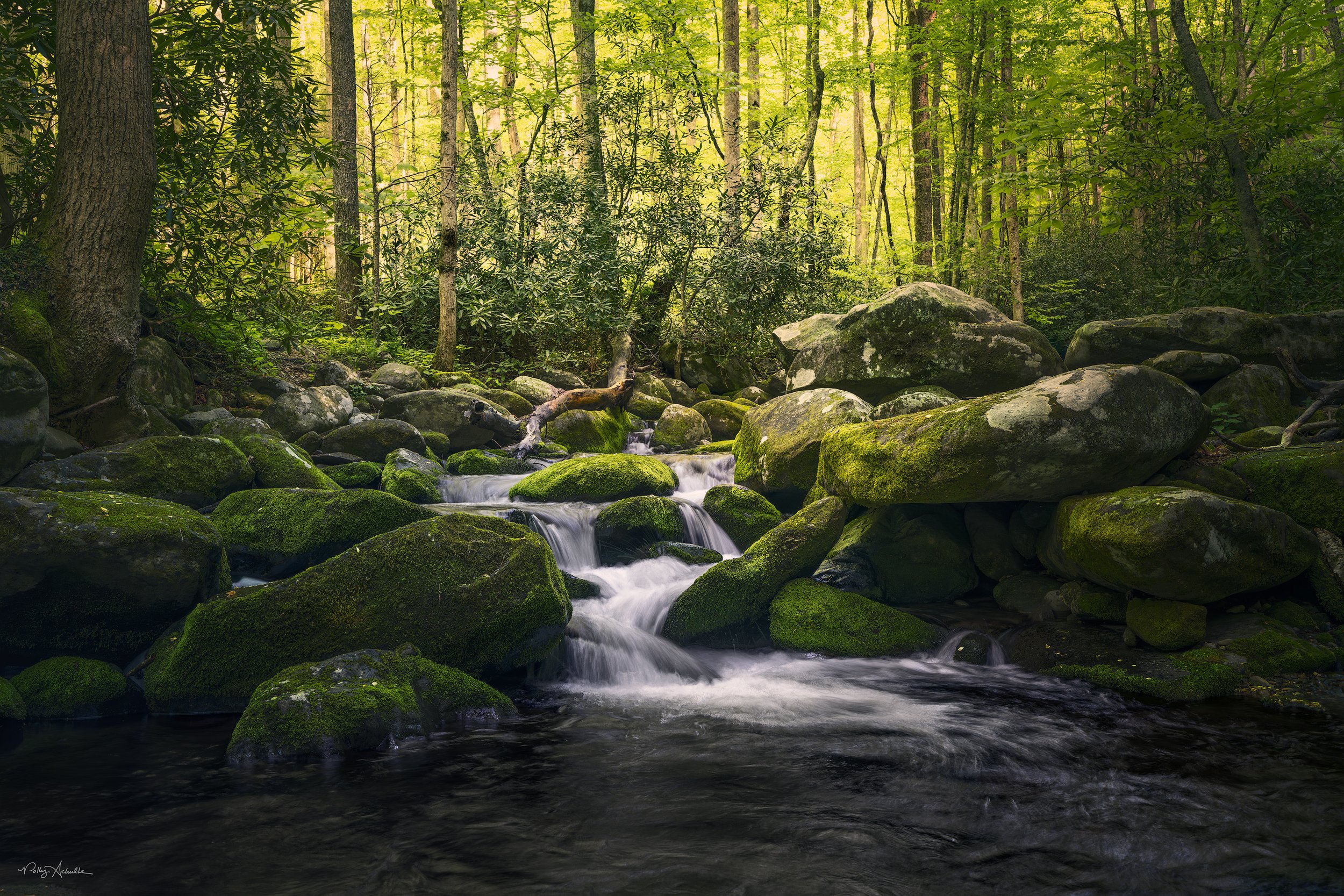 Roaring Fork Smoky Mountain National Park (2026)