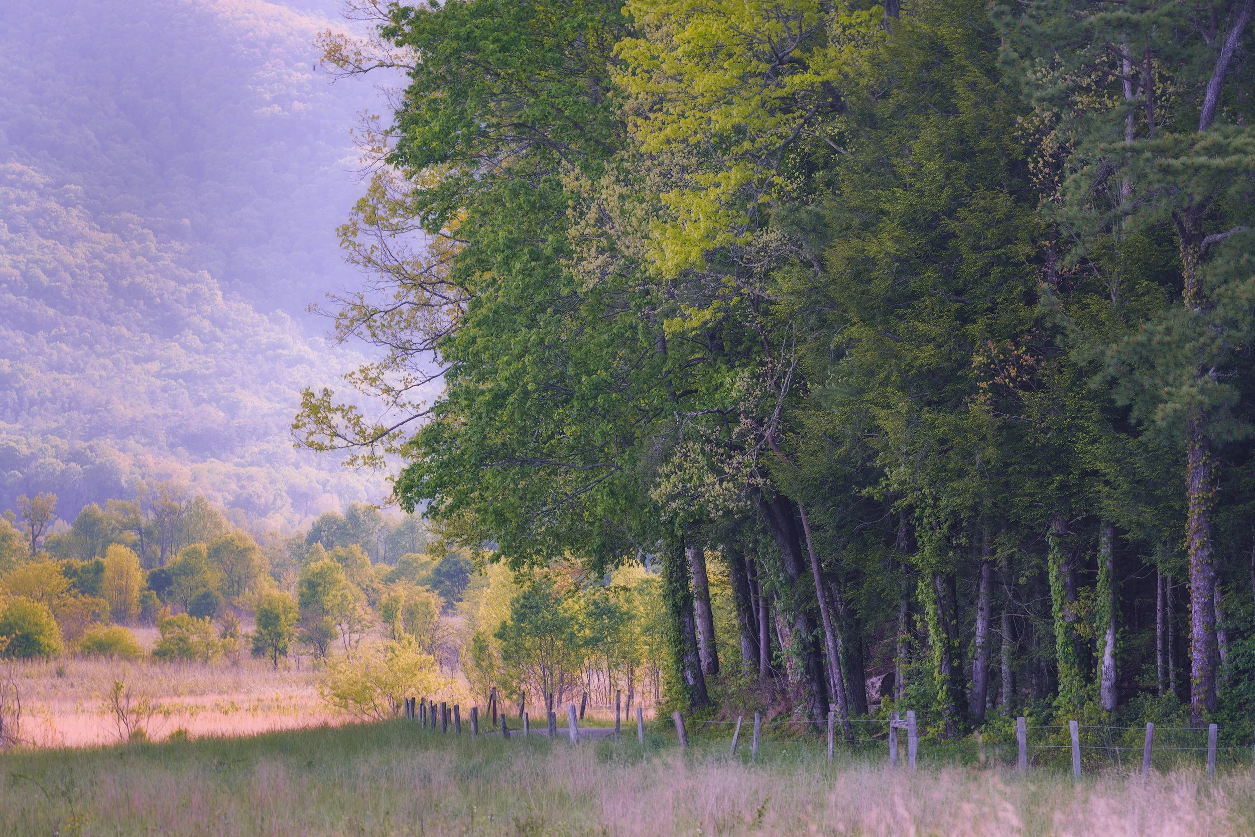 9_cades_cove_trees_curve_painterly-WEB.jpg