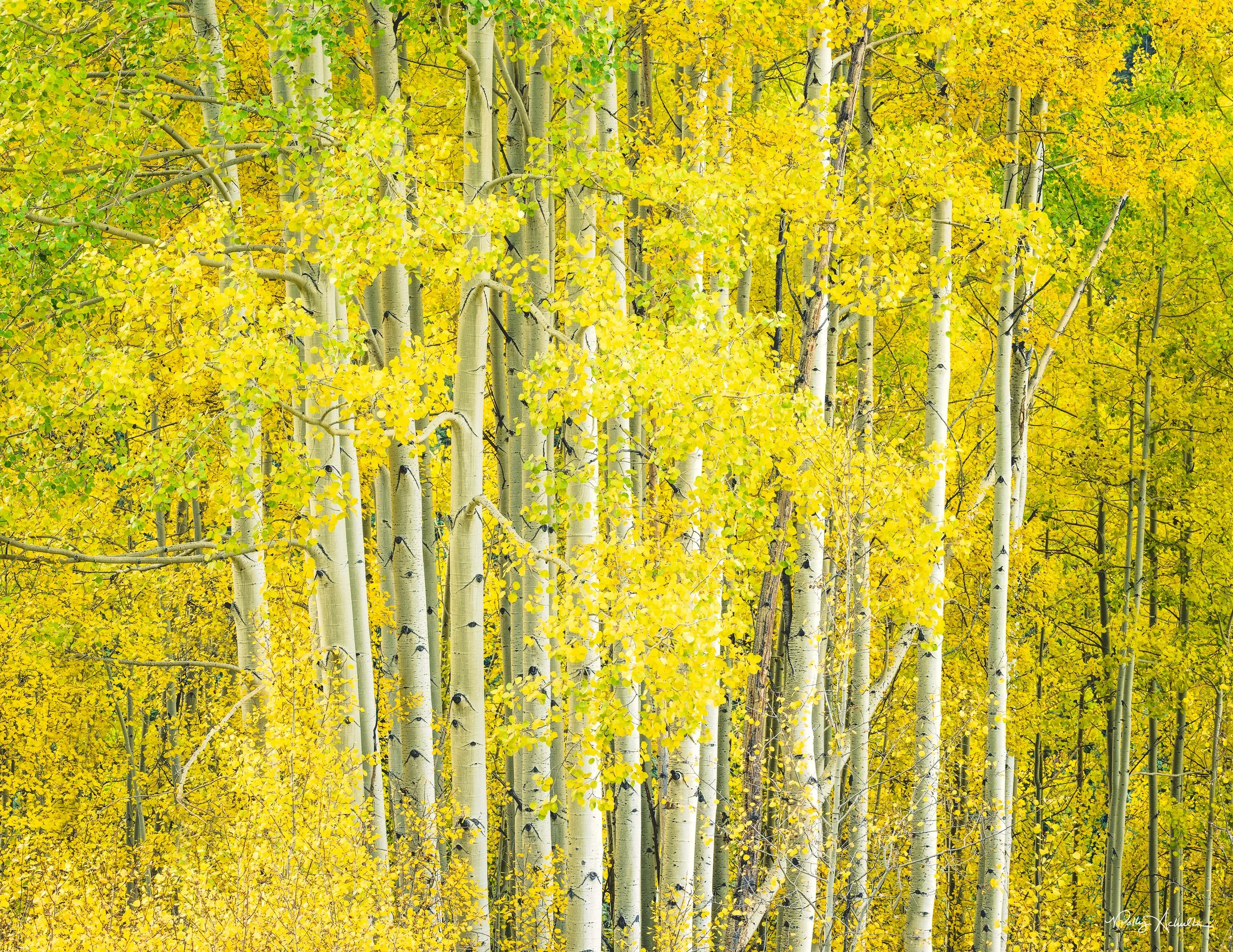 yellow_aspen_abstract_2-WEB.jpg