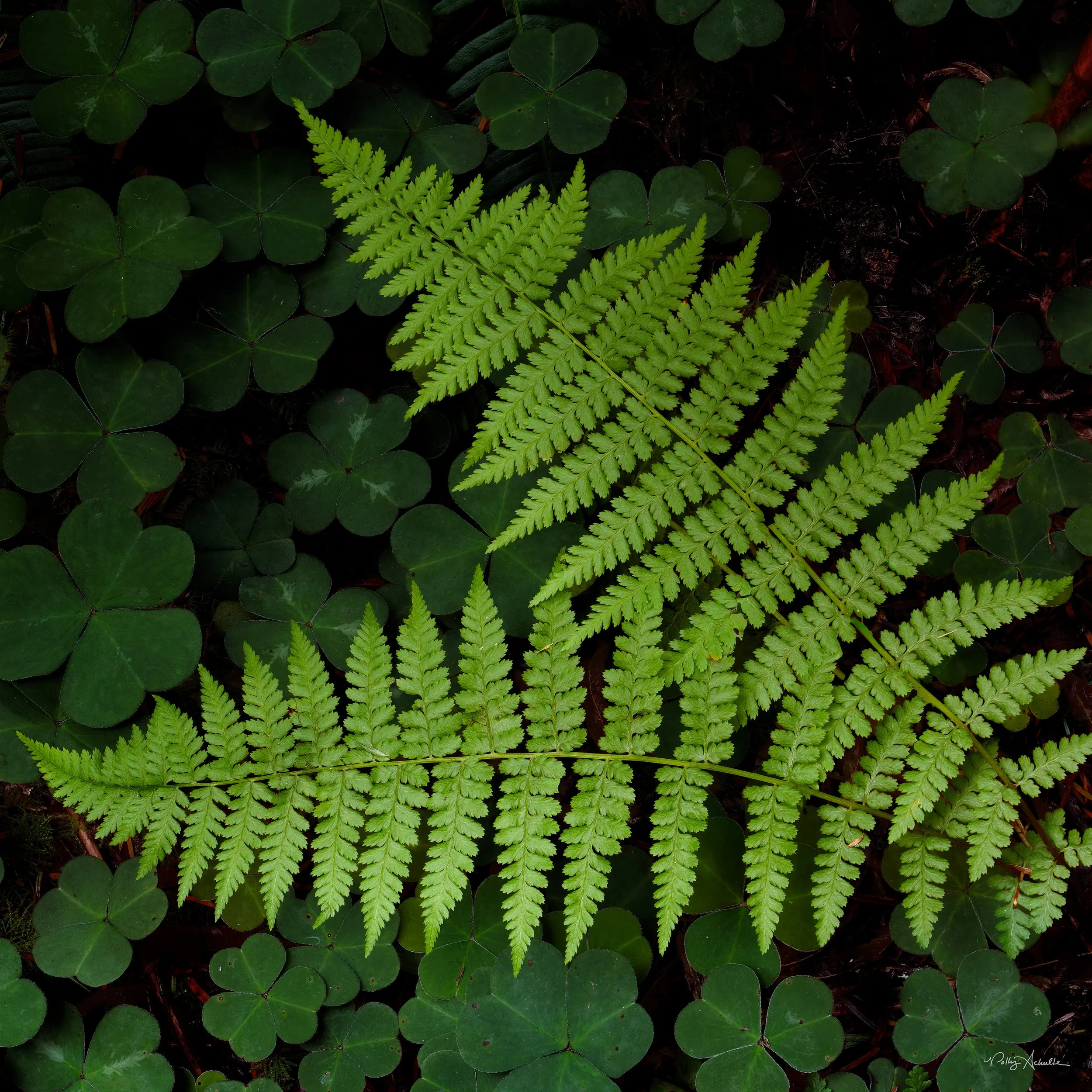 ferns_clover-WEB.jpg