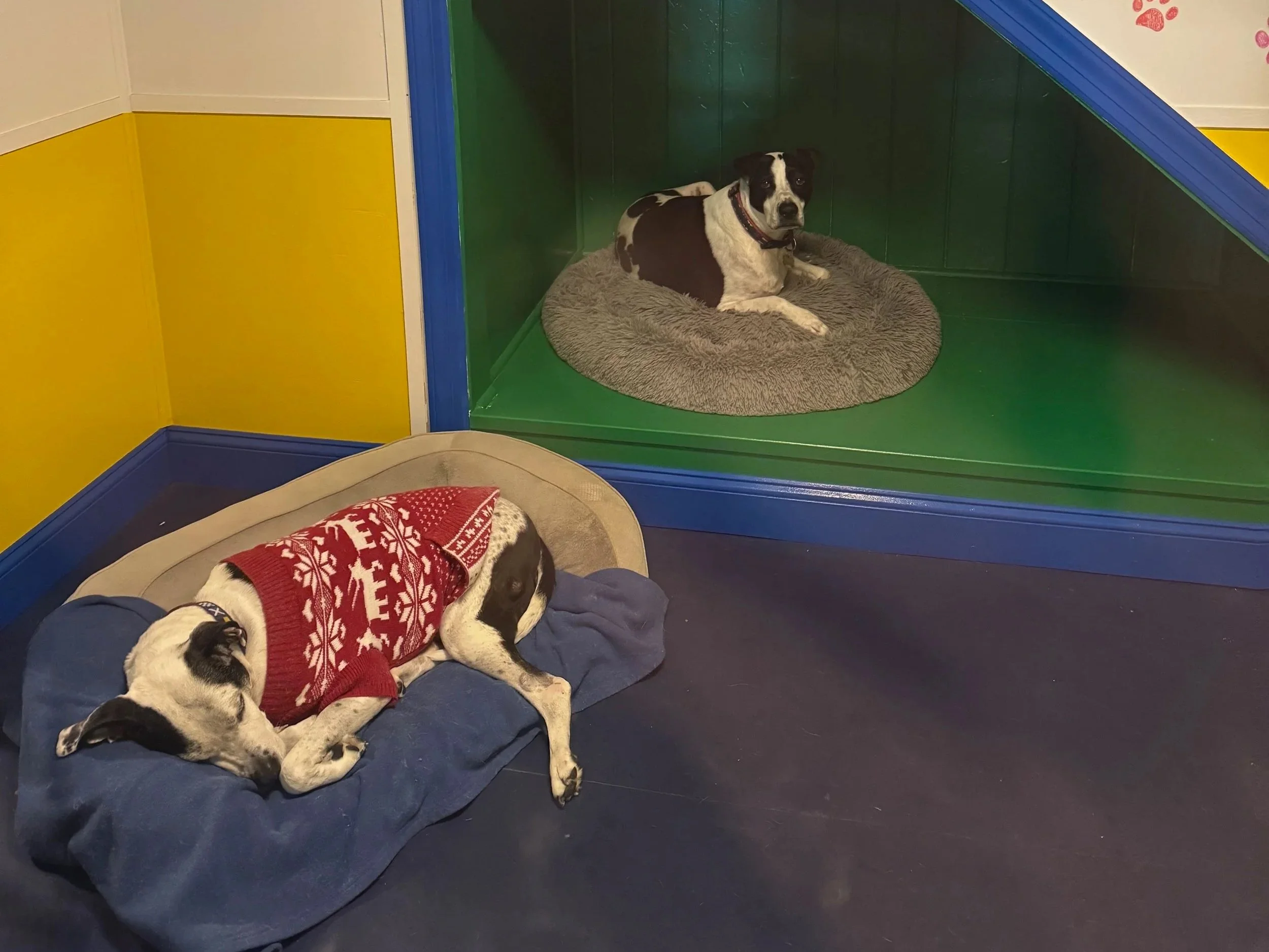 Doggie Daycare and Overnight Boarding Southbury