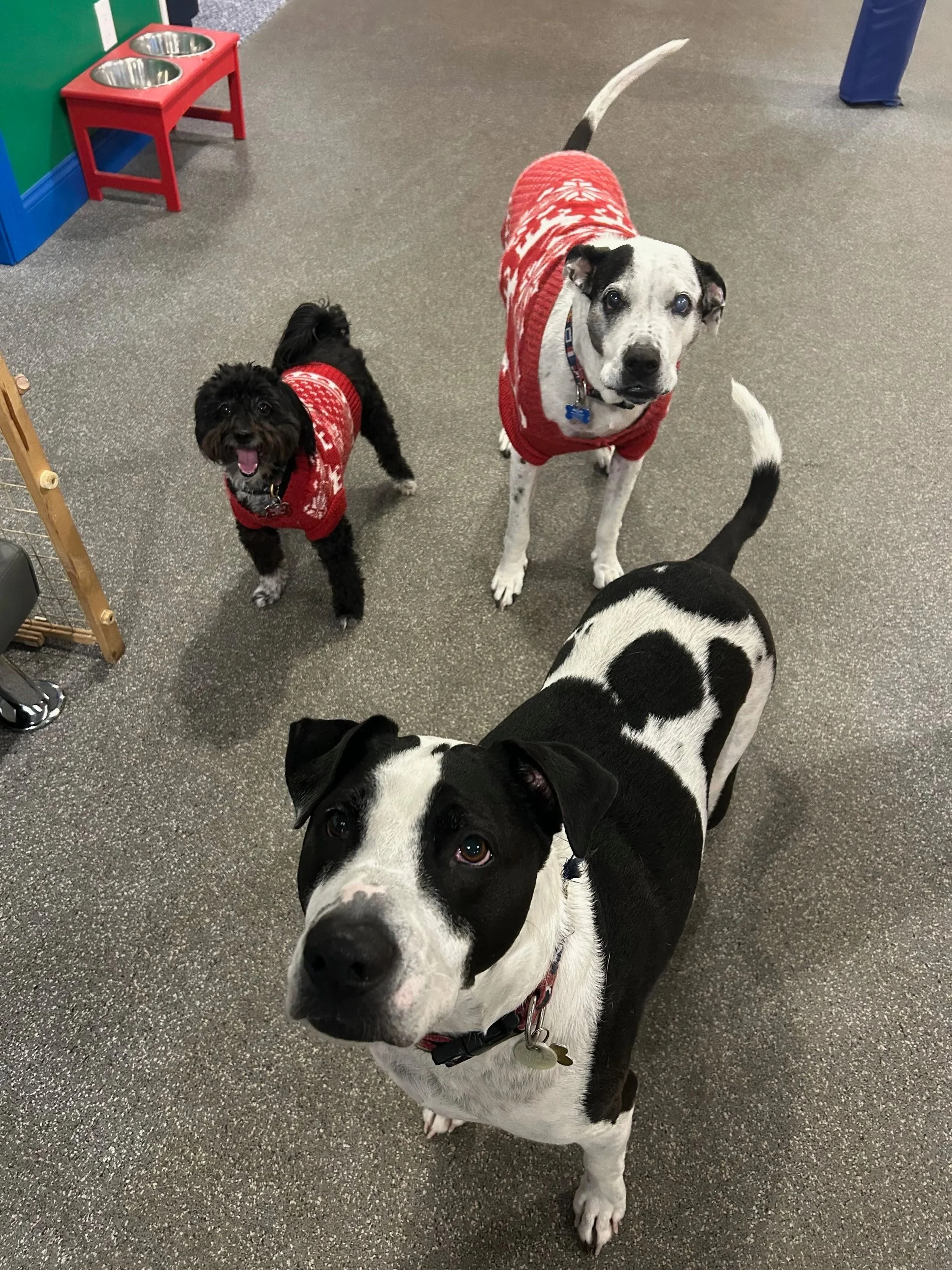 Doggie Daycare and Overnight Boarding Southbury