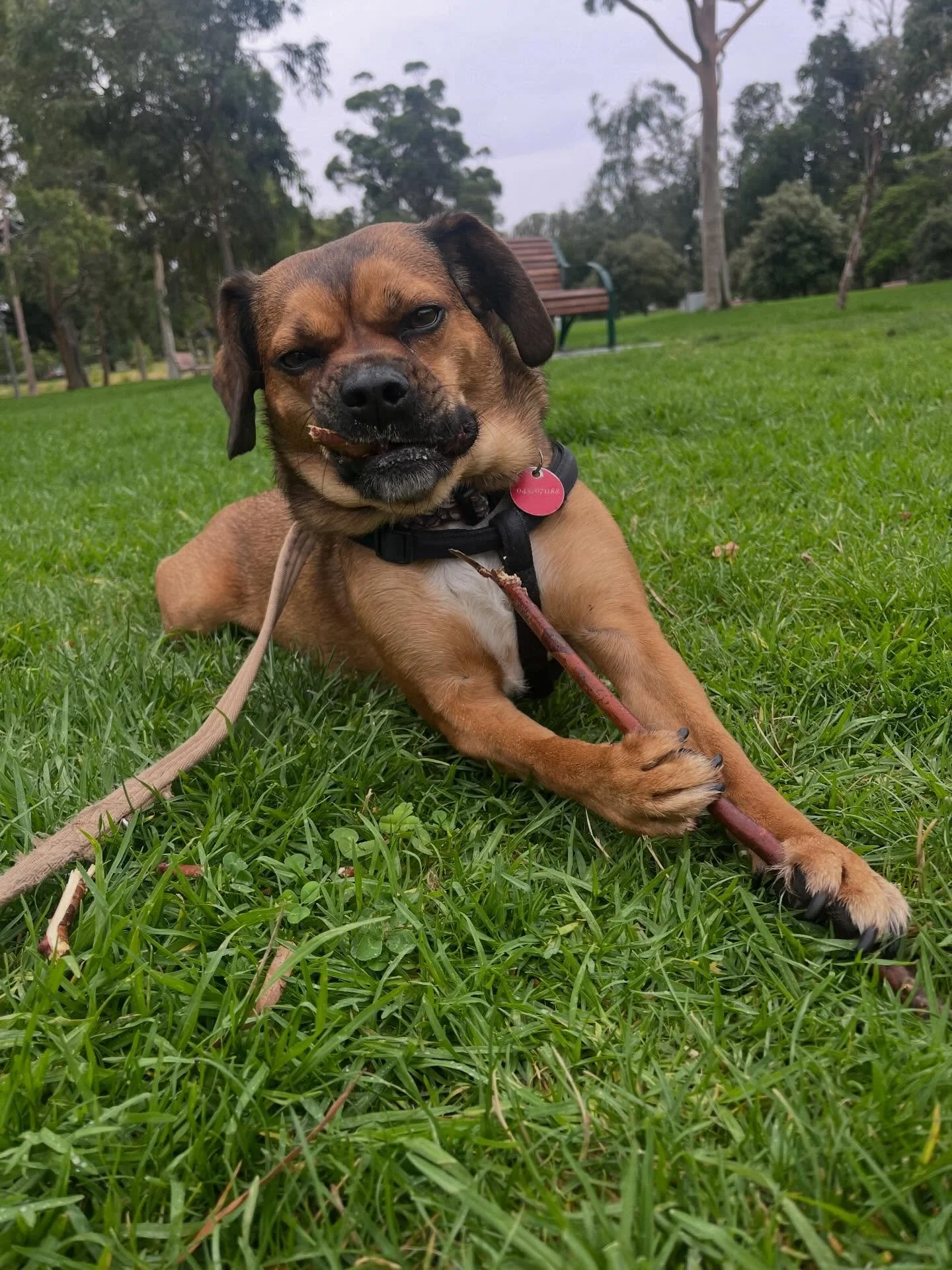 Bella #dump 
1. yum stik
2. inner child unlocked 
3. i see dead people
4. thoughtful explorer queen moment 
5. im a simp for a sploot 
6. more snek pls?
7. mmm bigger stik yum
8. hahaha louisa ur so funny

#naarm #funweek #canipetthatdawg