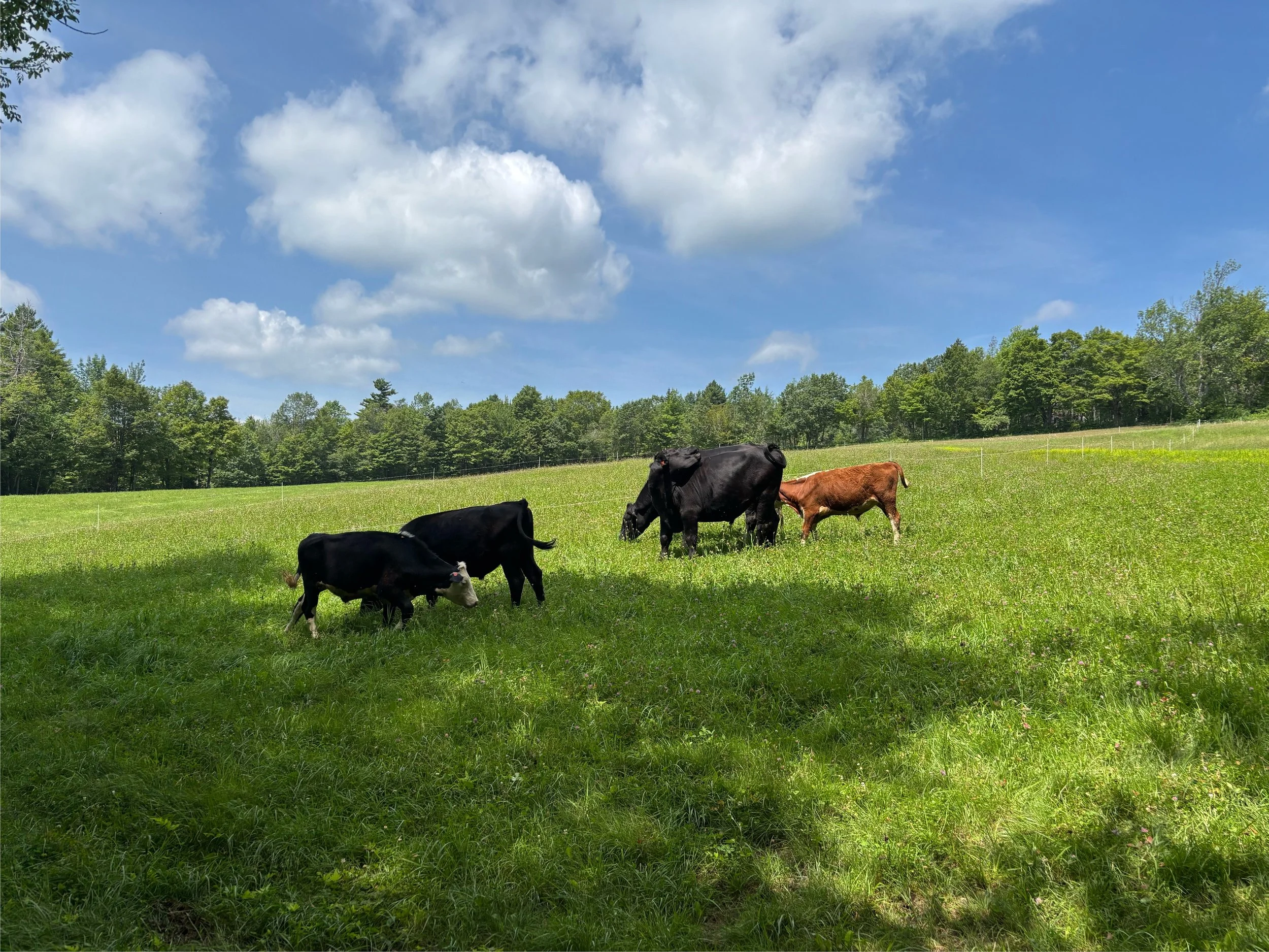 Everyone is out on pasture, and it is SUMMER in New Hampshire!