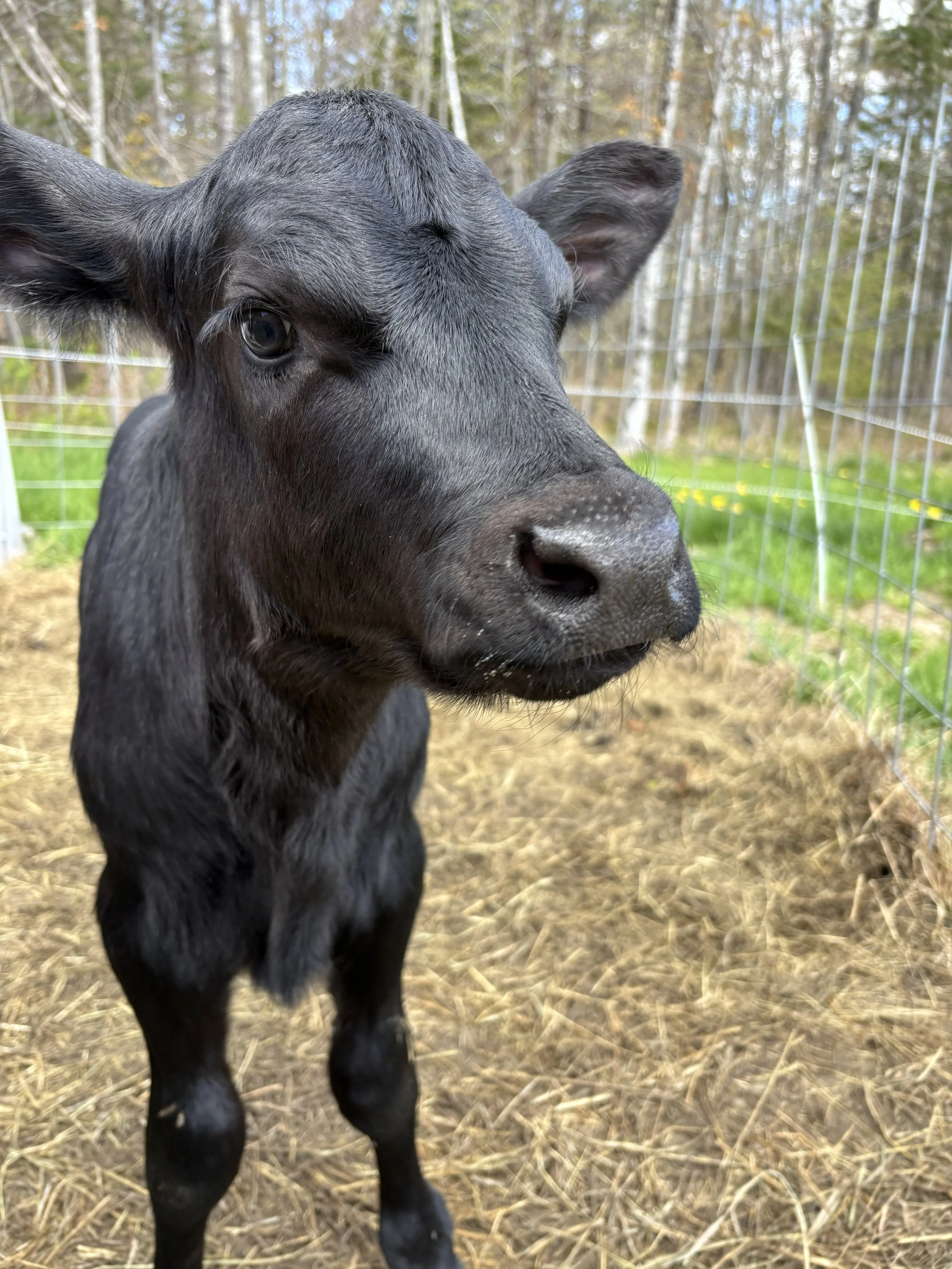 Spring 2026 Newsletter!