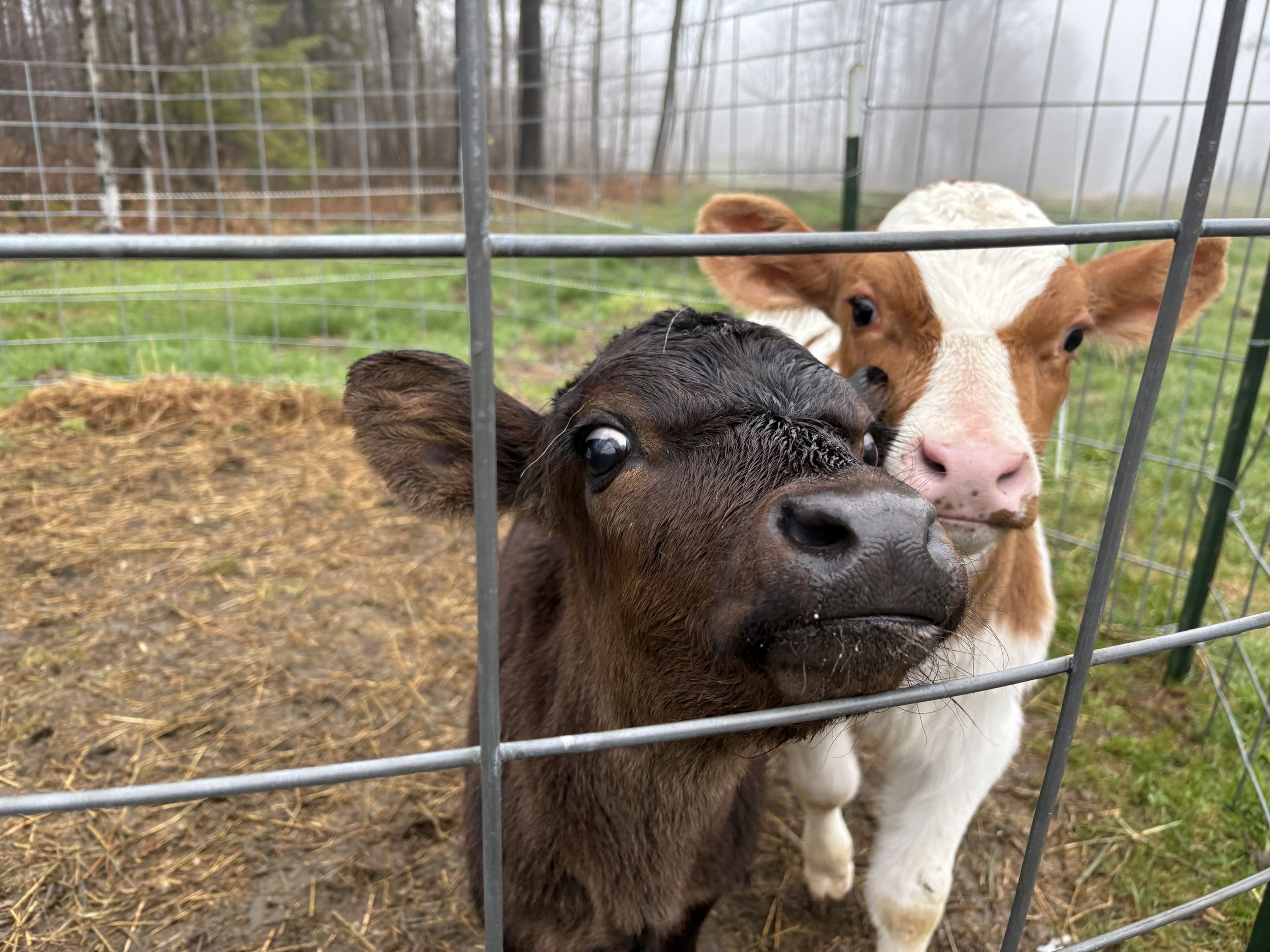 calves2026.jpg