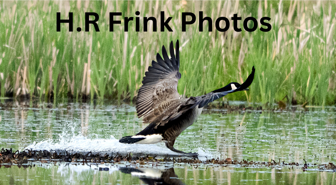 H.R+Frink+Photos-2.png