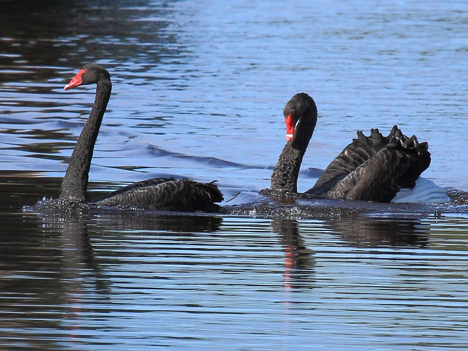 Nine Black Swans… but a much happier ending