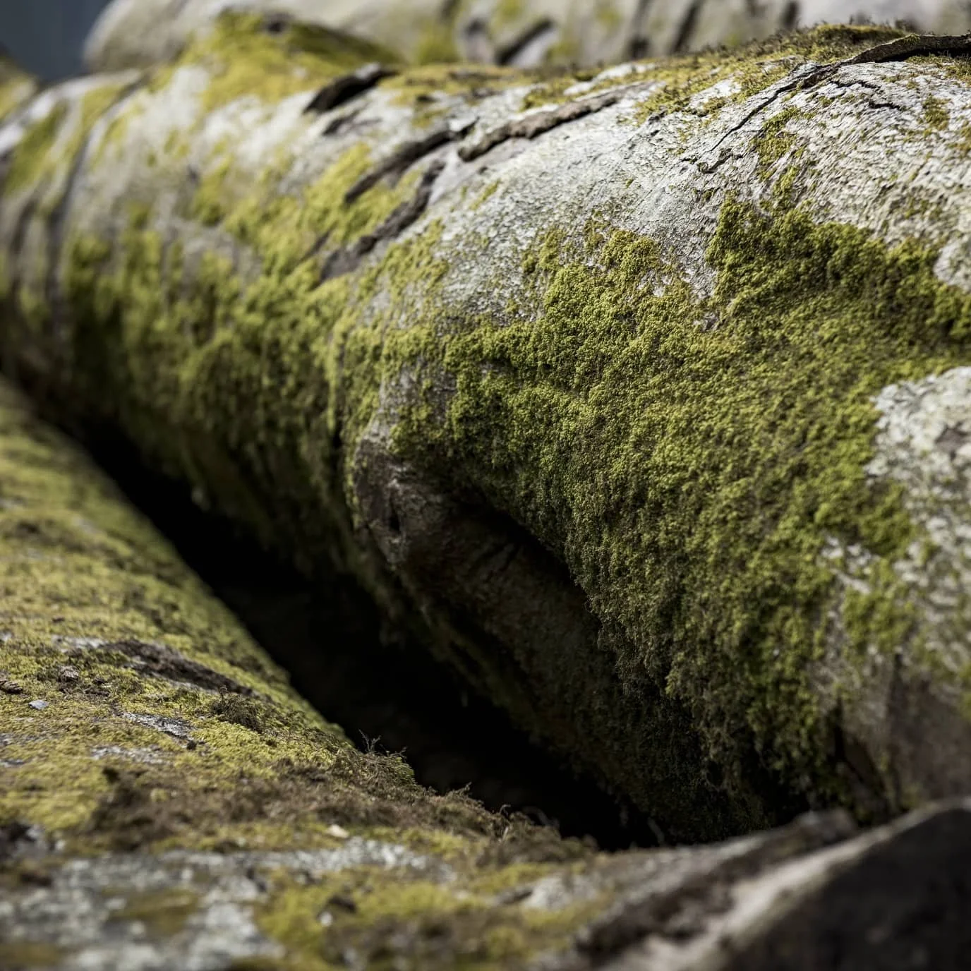 #logs #wood #timber #woodsupplier #timberyarddevon #familybusiness
