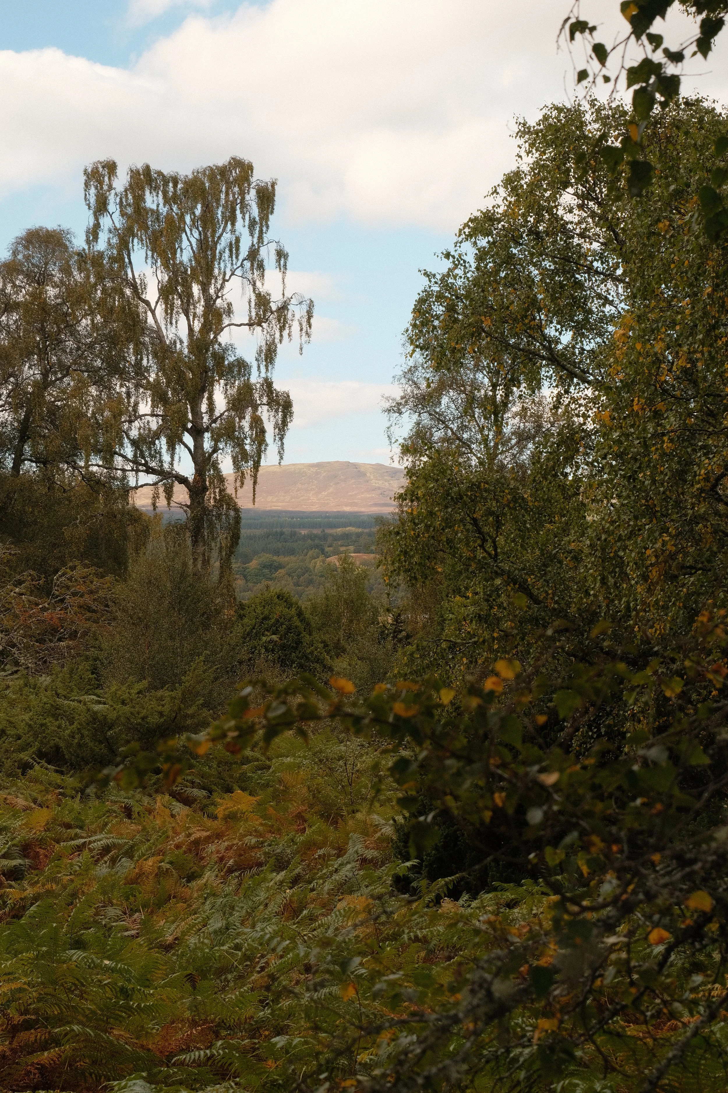 A scenic view of a forest with tall trees and green foliage, with mountains in the distance under a partly cloudy sky.