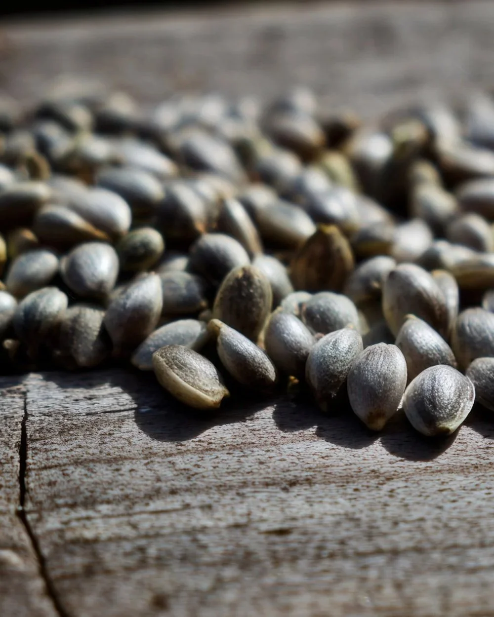 vecteezy_a-close-up-captures-a-pile-of-hemp-seeds-on-a-weathered_71611622.jpg