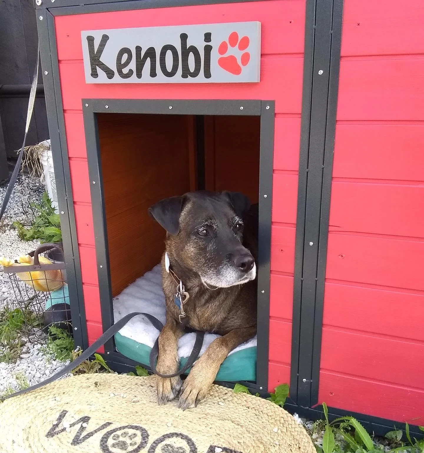 Obi-Wan Kenobi&hellip; keeper of the creemee stand 🐾
You&rsquo;ll find him posted up in his summer spot, keeping an eye on things (and hoping for a little attention).
Stop by, say hi, and may the 4th be with you.
#themillmarket #maythe4thbewithyou #