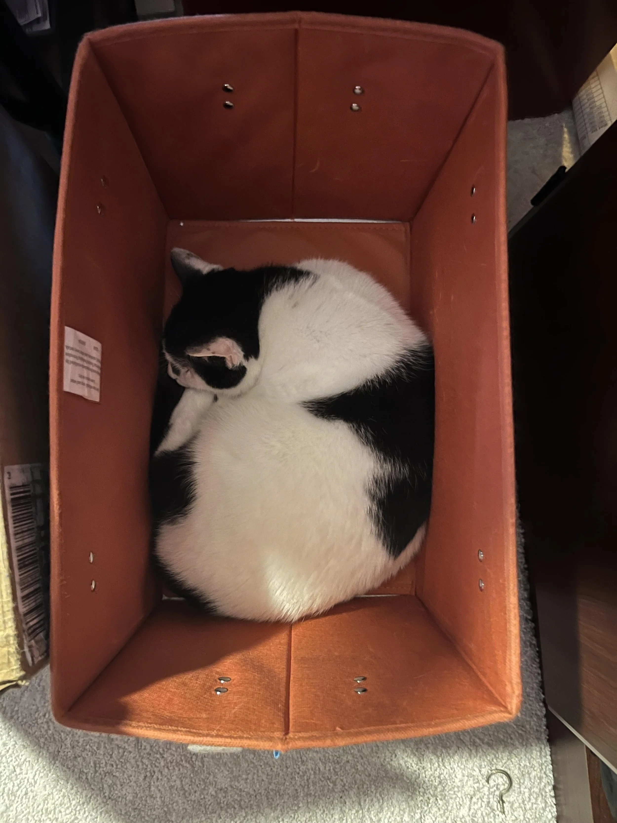 black and white cat curled up in an orange bin photographed from overhead