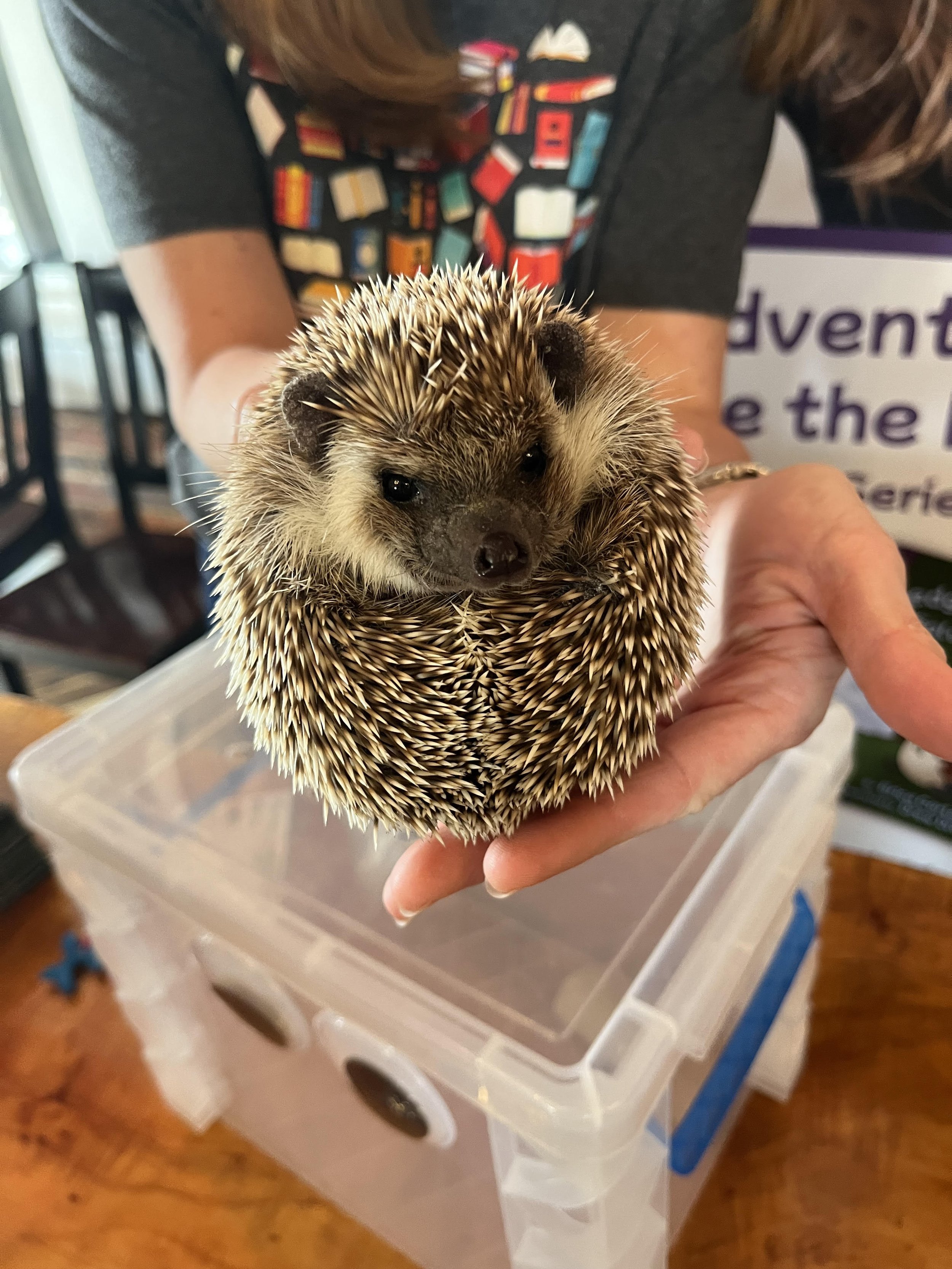 close up shot of person holding a hedgehog