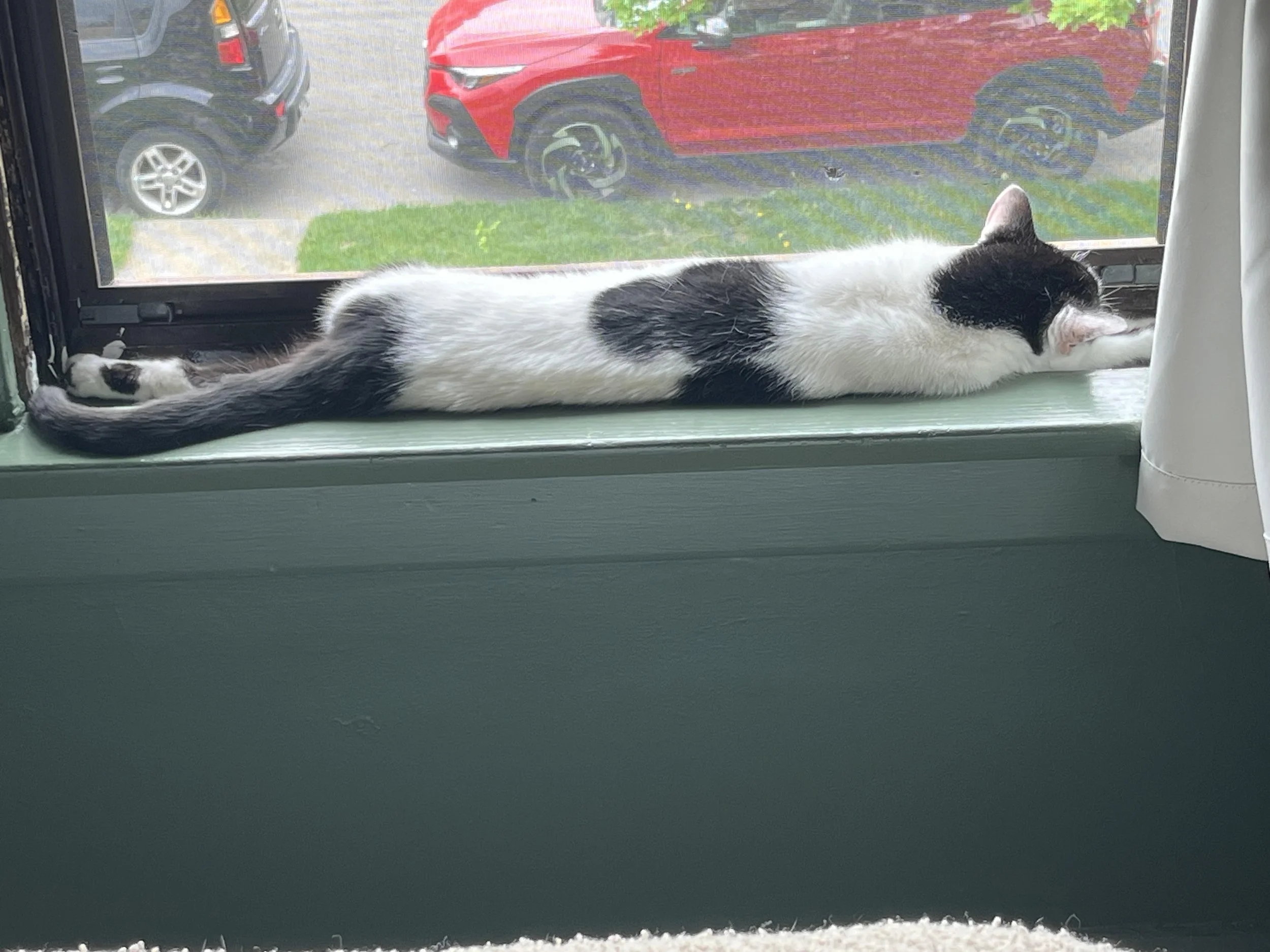 black and white cat stretch across a green windowsill looking out a window