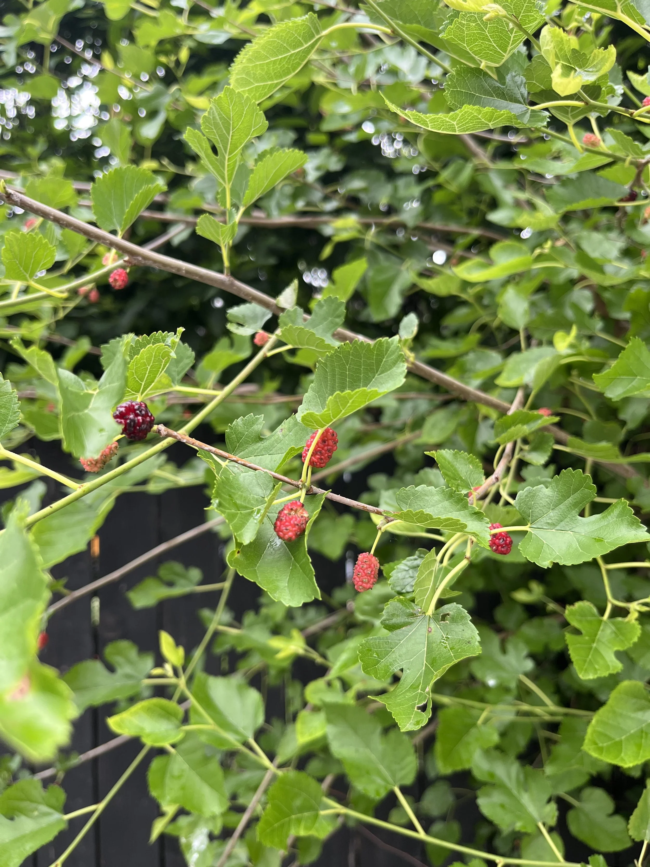 close up of a mulberry tree
