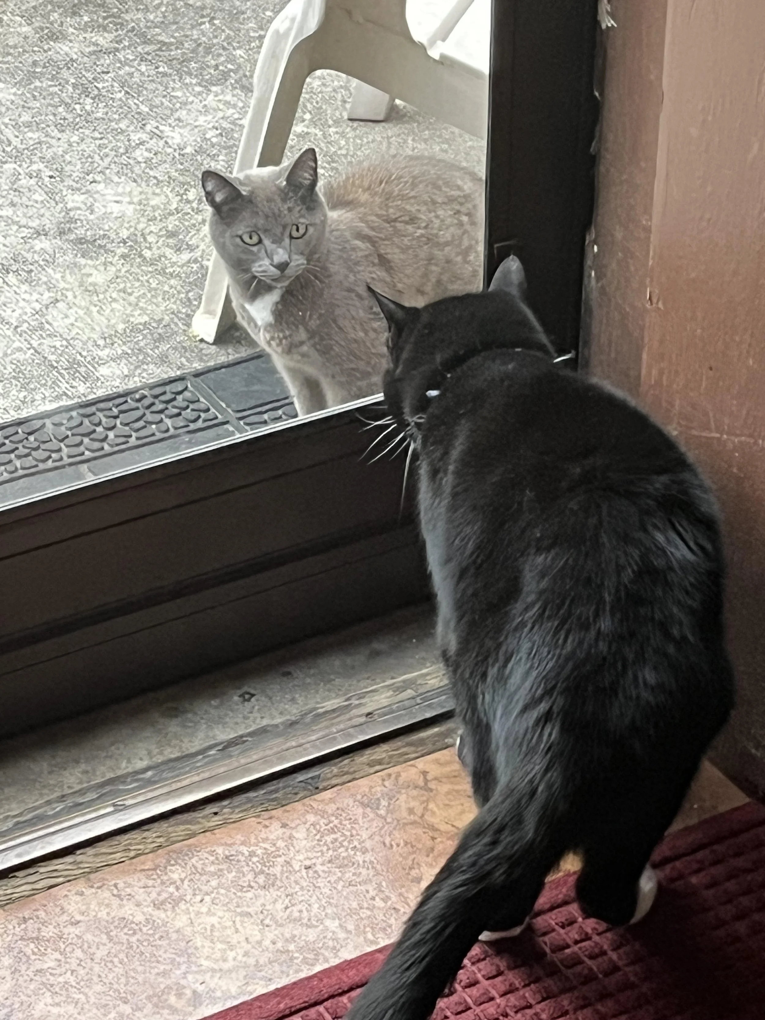 black cat and gray cat looking at each other on either side of a glass door