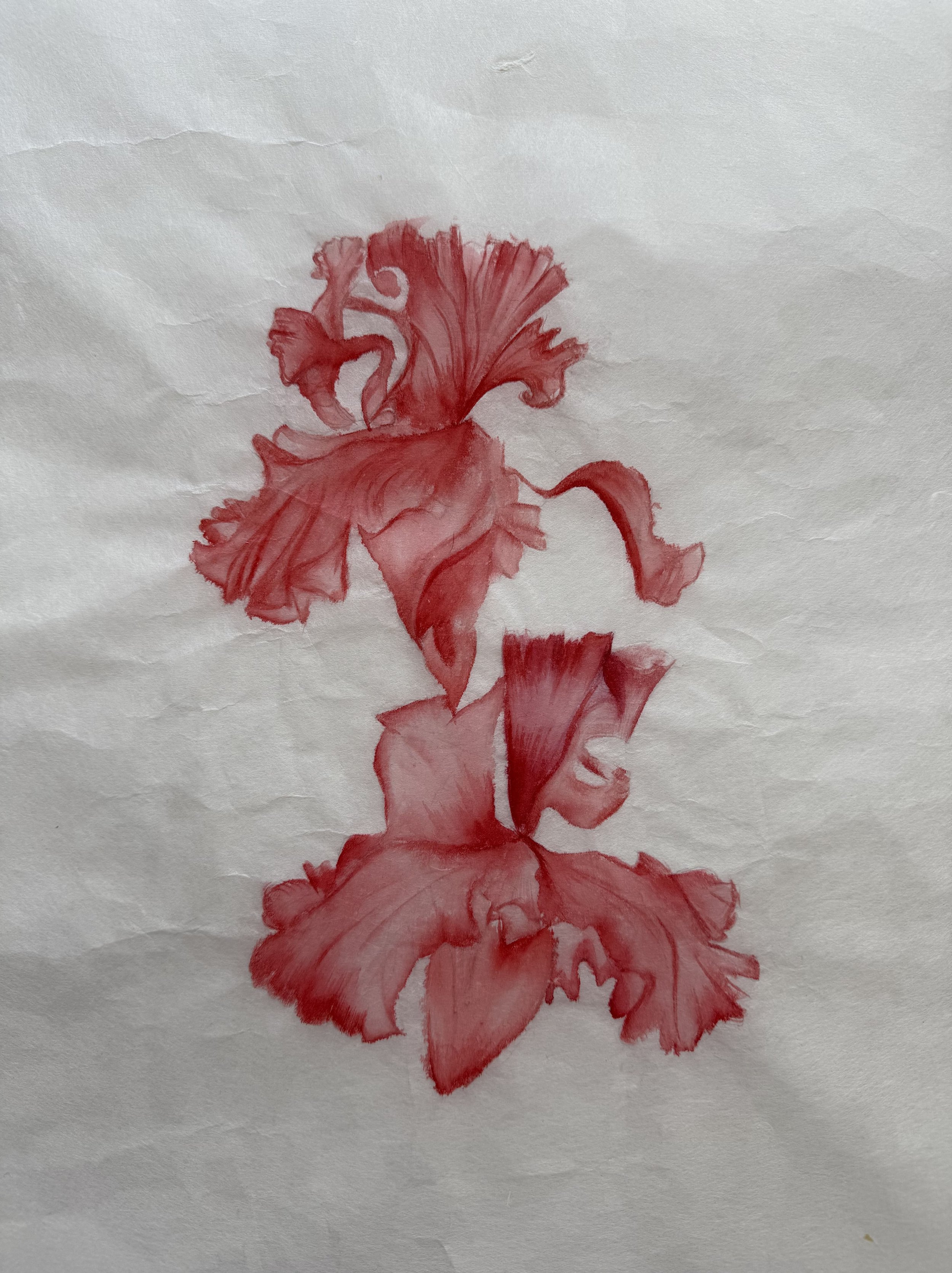 Watercolour on Kozo