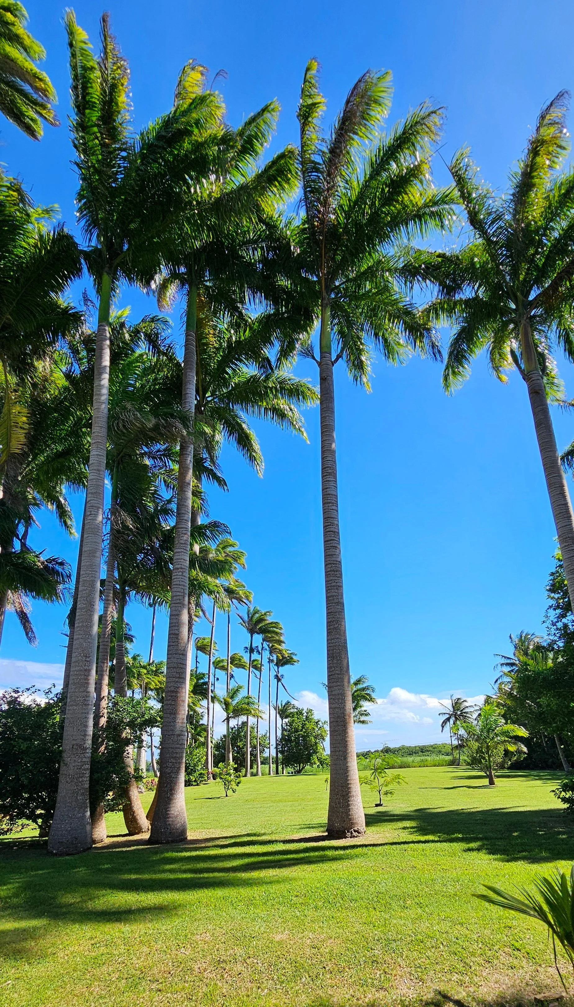 Garden Wedding Venue in Barbados