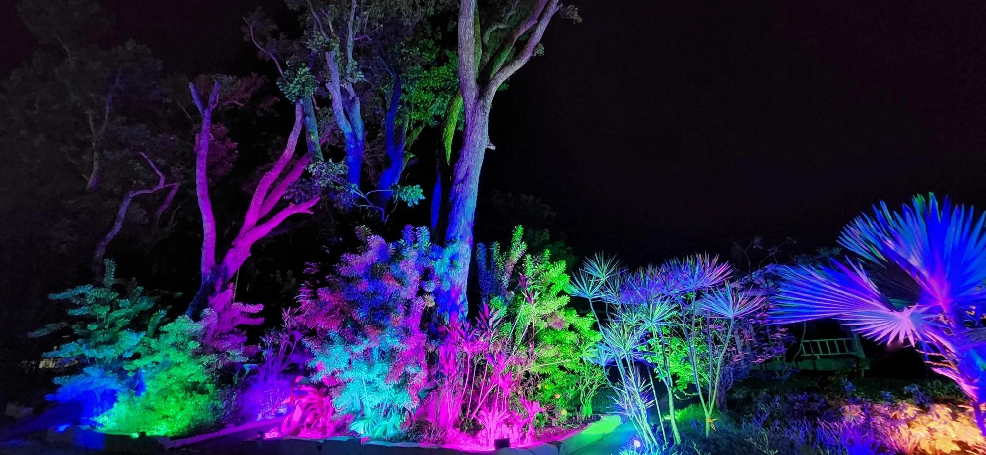 tree tops - 20231201_195640.jpg