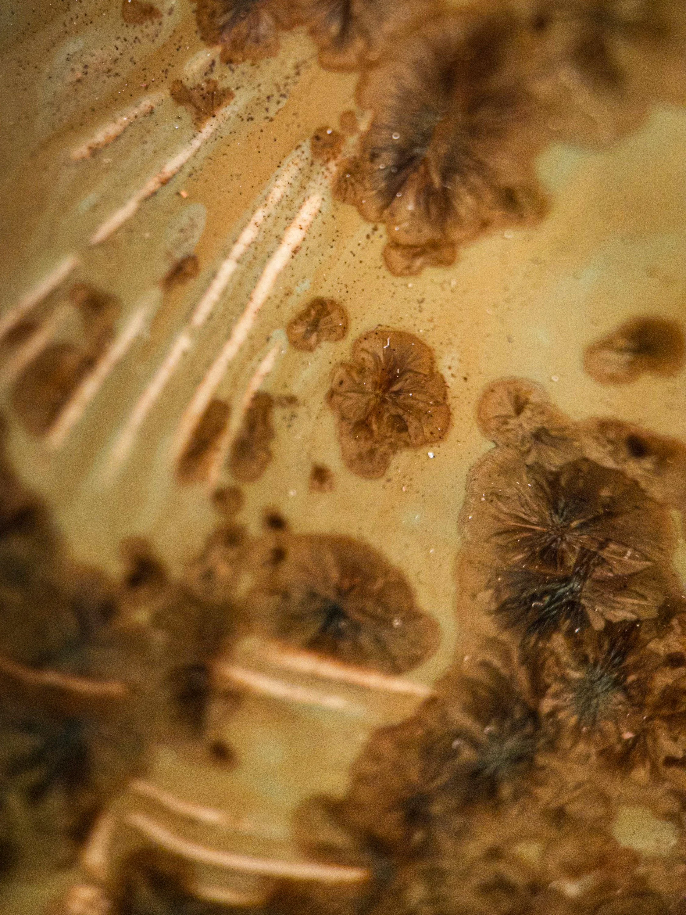 5.Beneath an Ancient Ginkgo.jpg