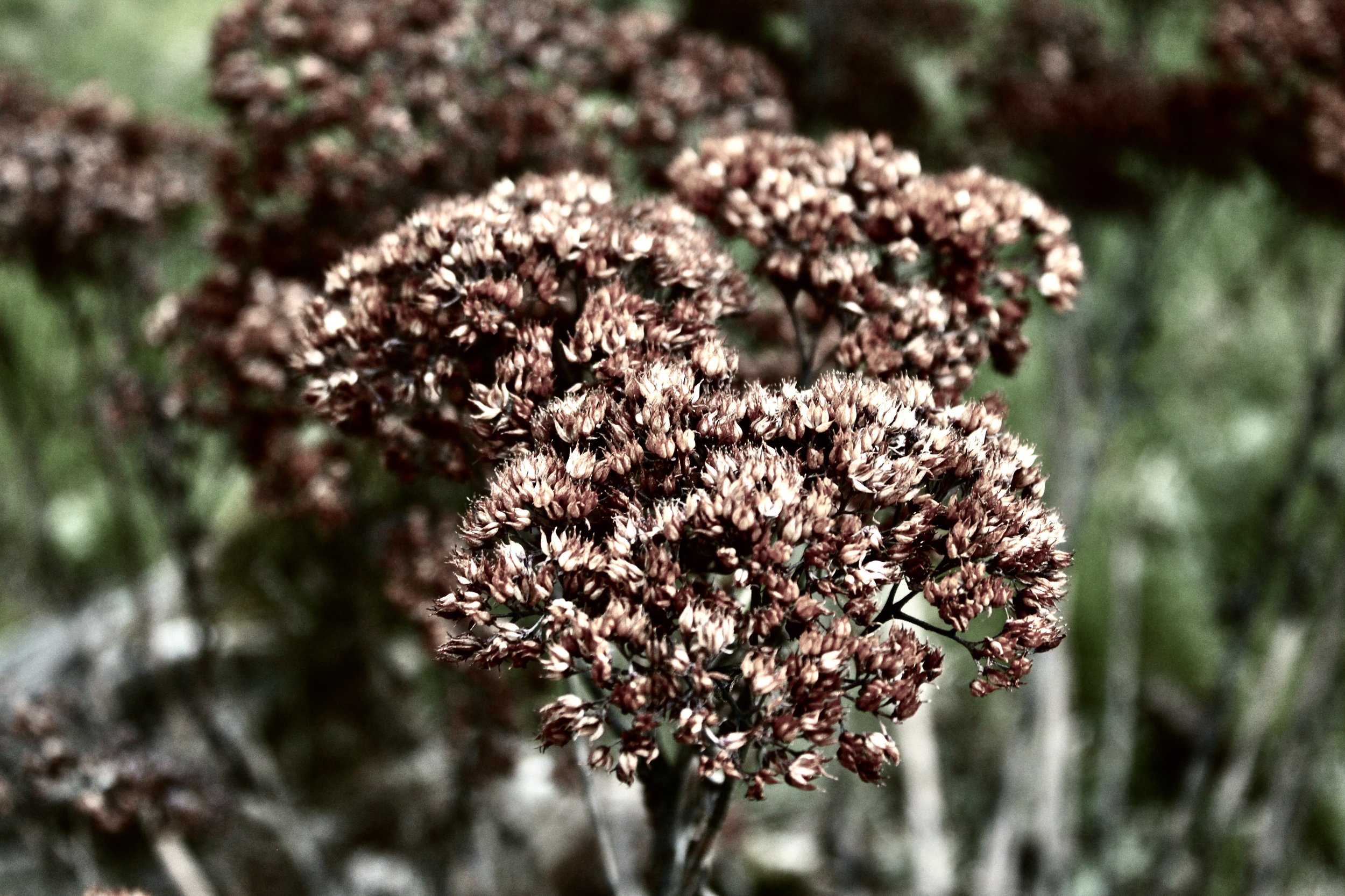 Flowers, dead, decay, hibernation, vintage, muted colors, prints, photography, flowers, Owego, New York, Upstate New York, art, artist, Southern Tier, Mara Pratt