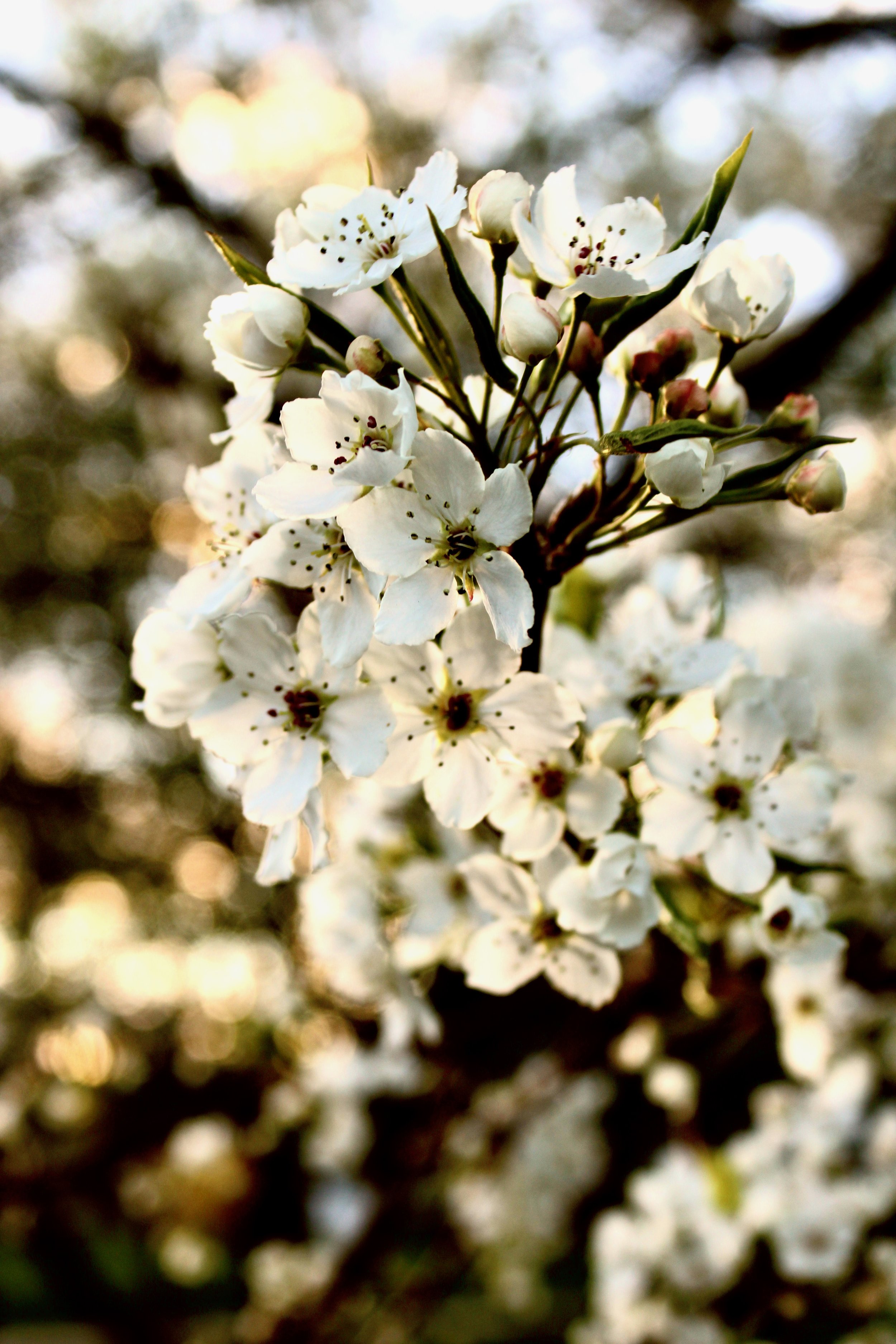 Spring, Flowers, Blossoms, Photography, Owego, New York, Upstate New York, Travel, Explore, Photos, Prints, Mara Pratt