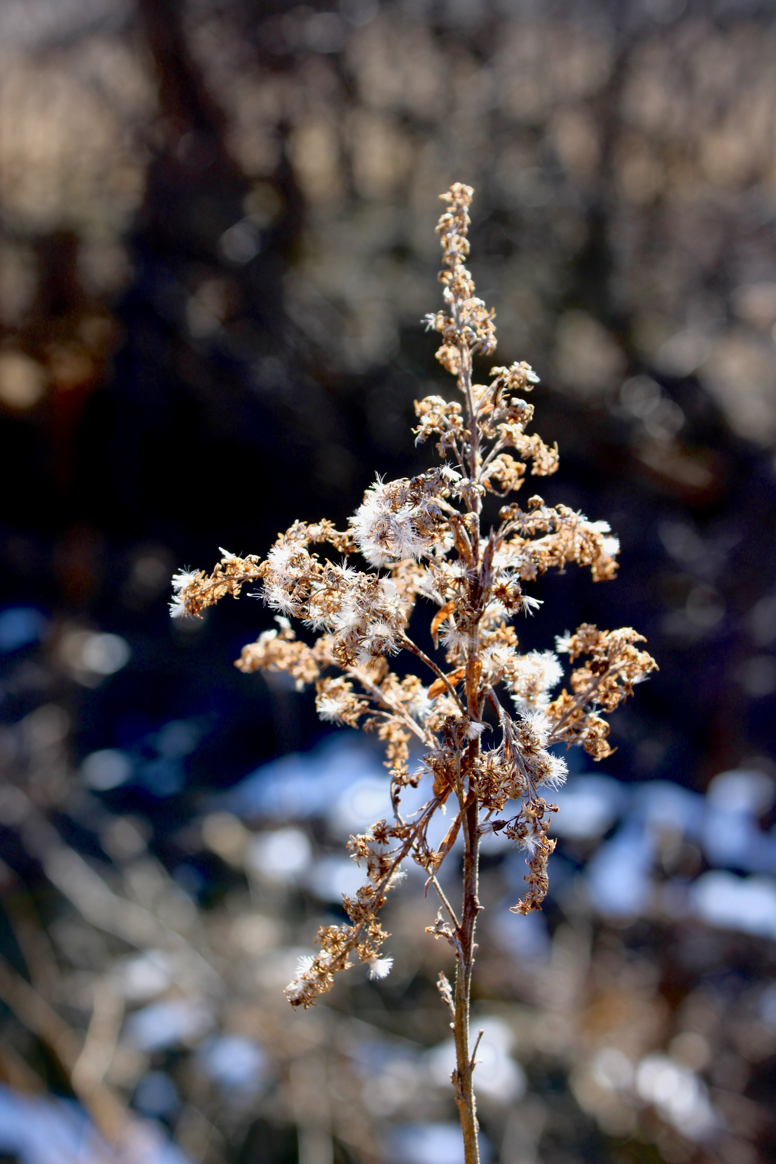 Floral, dried flowers, dead, decay, nature, Upstate New York, Owasco Lake, Auburn, New York, Fingerlakes, Travel, Photography, photo, photographer, art, artist, Mara Pratt