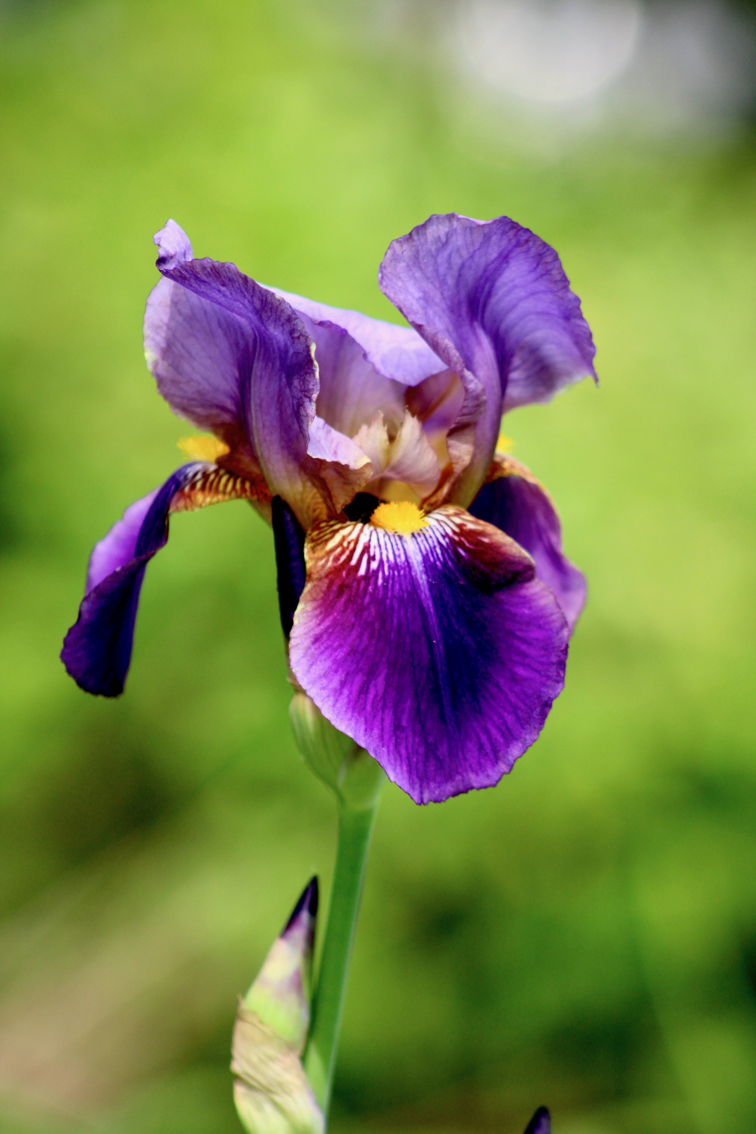 Spring, Iris, Flower, Floral, Photography, Photo, Artists, Art, Prints, Macro Photography, Upstate New York, Saratoga Springs, Upstate New York Artist, Mara Pratt