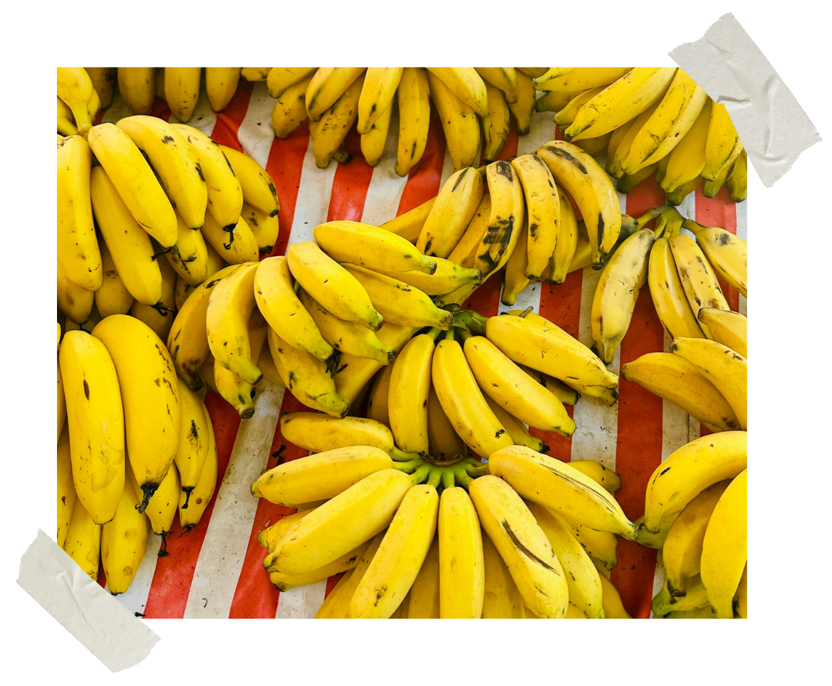 Cabra Dispatch Vol. 1: An Introduction