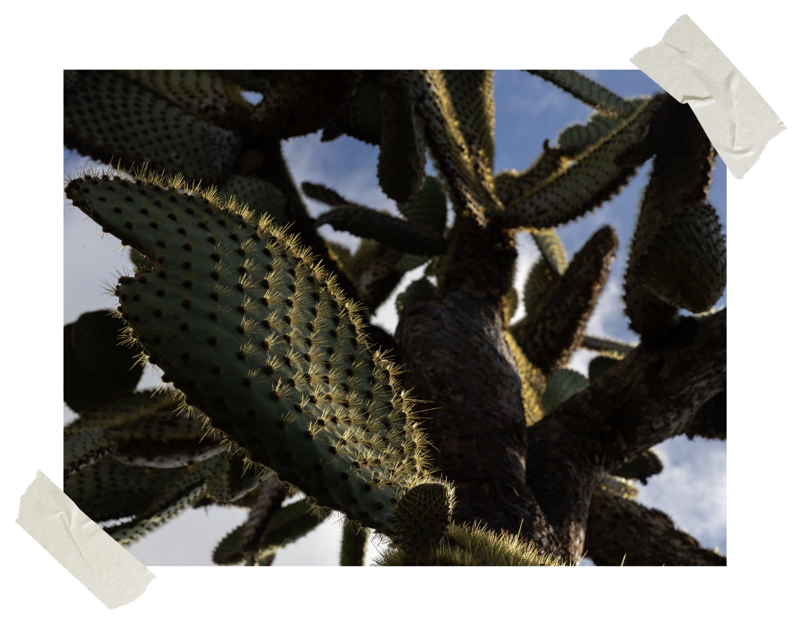 Cabra Dispatch Vol. 3: A Proper Introduction to Ecuador