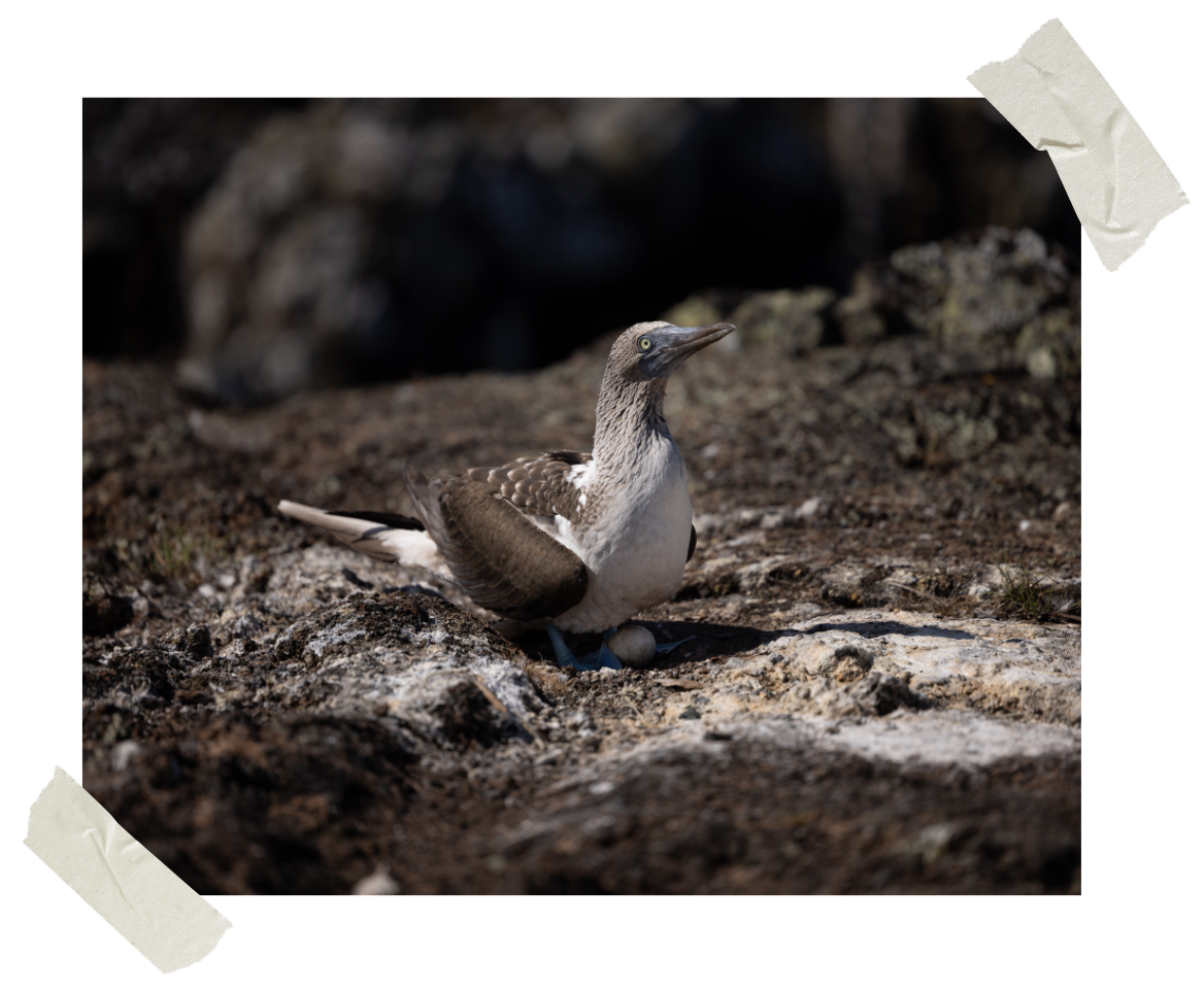 An Advisor’s Guide to the Galapagos