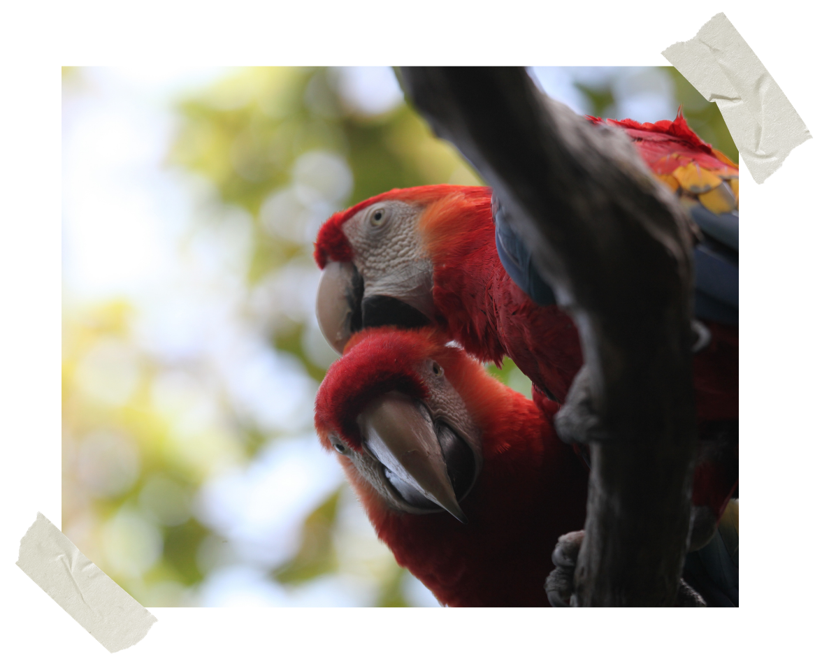 Cabra Dispatch Vol. 7: Spotlight on Ecuador