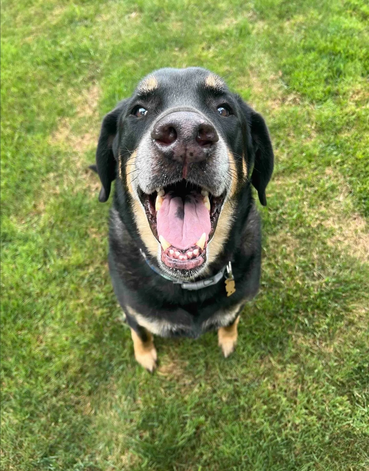 This is Bruno and Cali!💕🐾King Bruno is so incredibly sweet to everyone that meets him so I always let my friends come to our shift! He loves being the center of attention and always has a silly little smile on his face!🐕. Ms Cali is such a pretty 