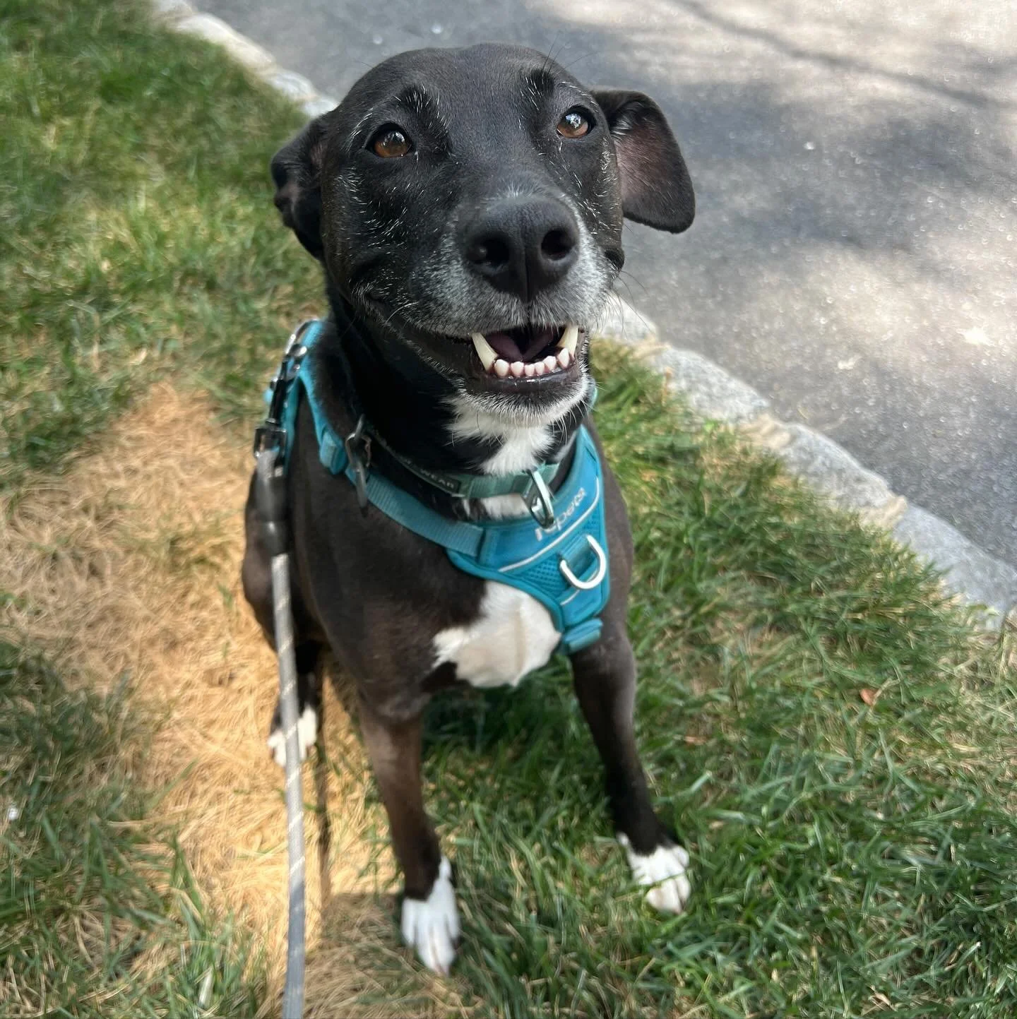 Meet Rosie!! Rosie was phenomenal on her walk with me today. Even though at first she did not know how she felt about me in her house, Rosie was a brave little bean and trusted me despite her nerves! I can&rsquo;t wait to see more of Rosie and see mo