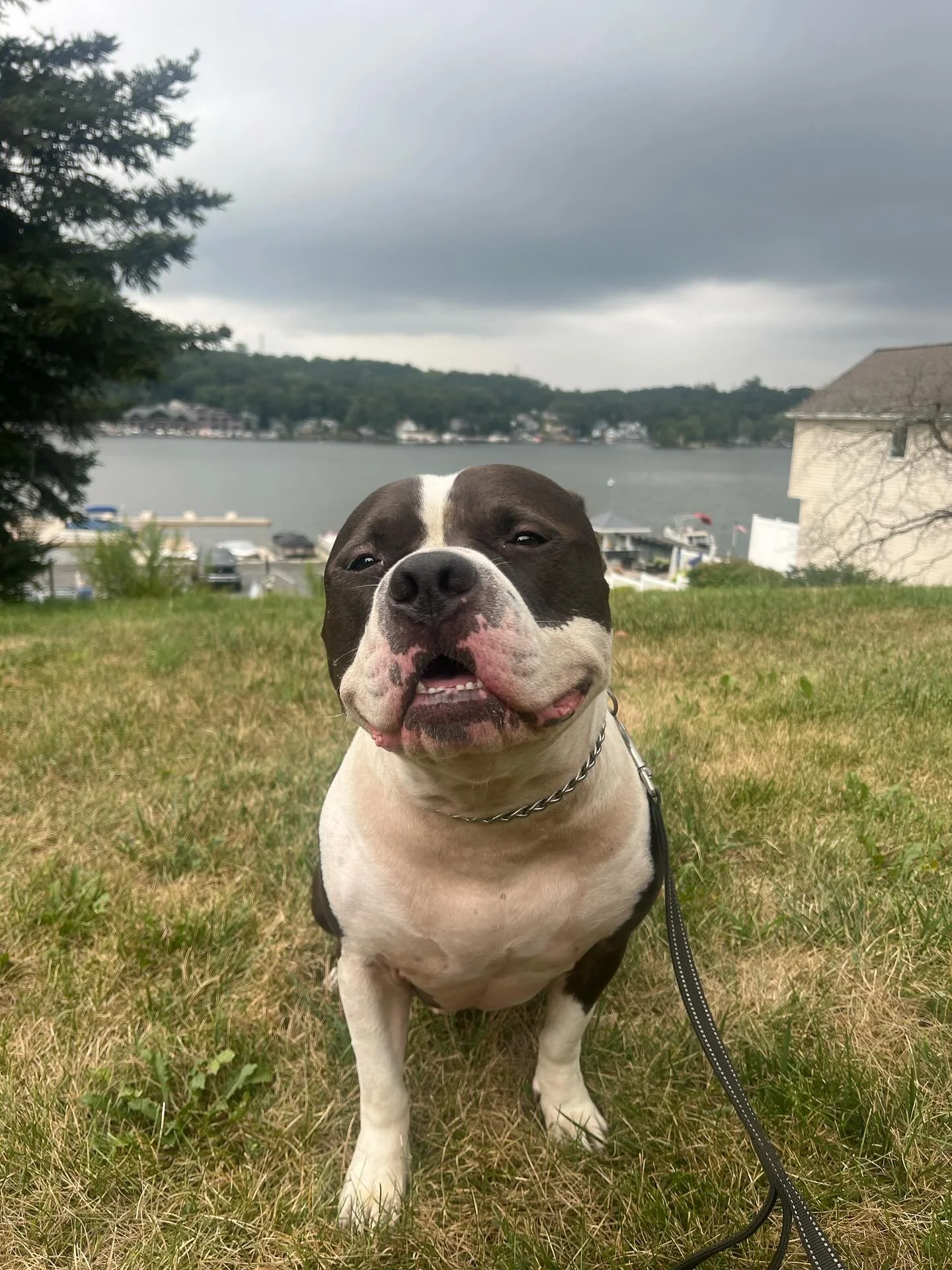 Meet the moo crew, Moose and Mushu🐮 Moose is such a cuddle bug and so gentle. He is a total kissy monster! Mushu was peeping out the window before i got in the house which I would do too since they have a pretty view of the lake outside! He likes wa
