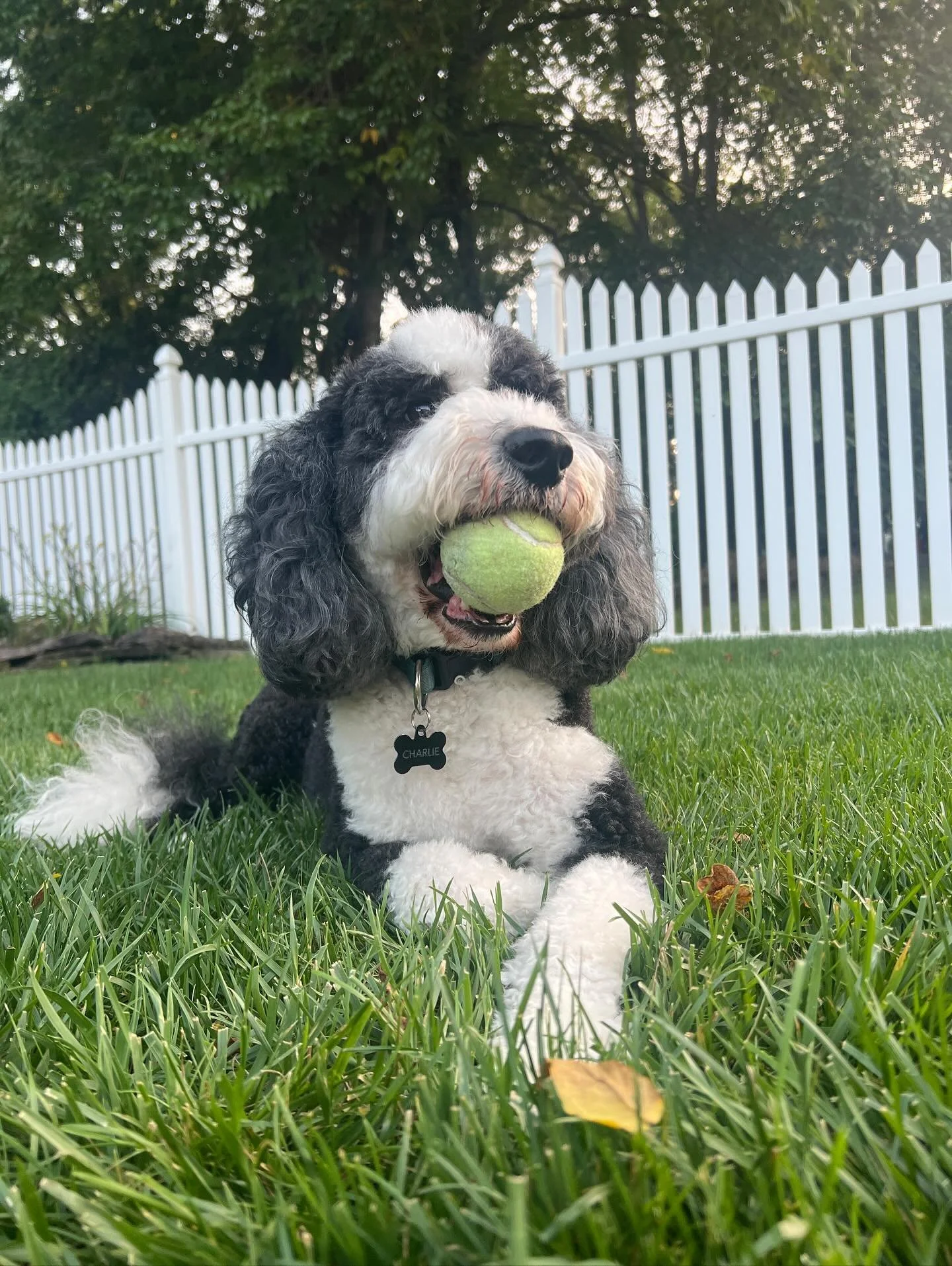 This is Charlie🐾Charlie is an awesome pup with a big heart who loves attention. He thinks it&rsquo;s way more fun to be chased with his ball in his mouth than playing fetch. No matter what he was up to, his ball wasn&rsquo;t far behind🎾