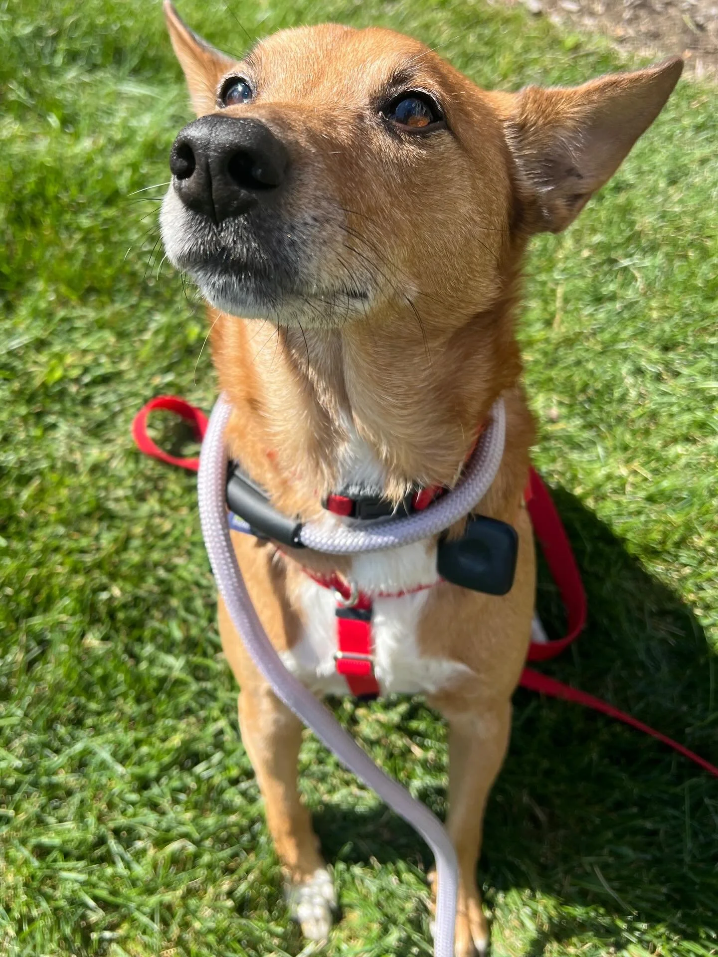This is Nacho 🧀 and his sister Hoot 🦉 Nacho&rsquo;s ears look like chips and hoot has very wide, striking eyes so their names are very fitting. They definitely have a sibling rivalry going on but get along so well! Often times i would have to pet b