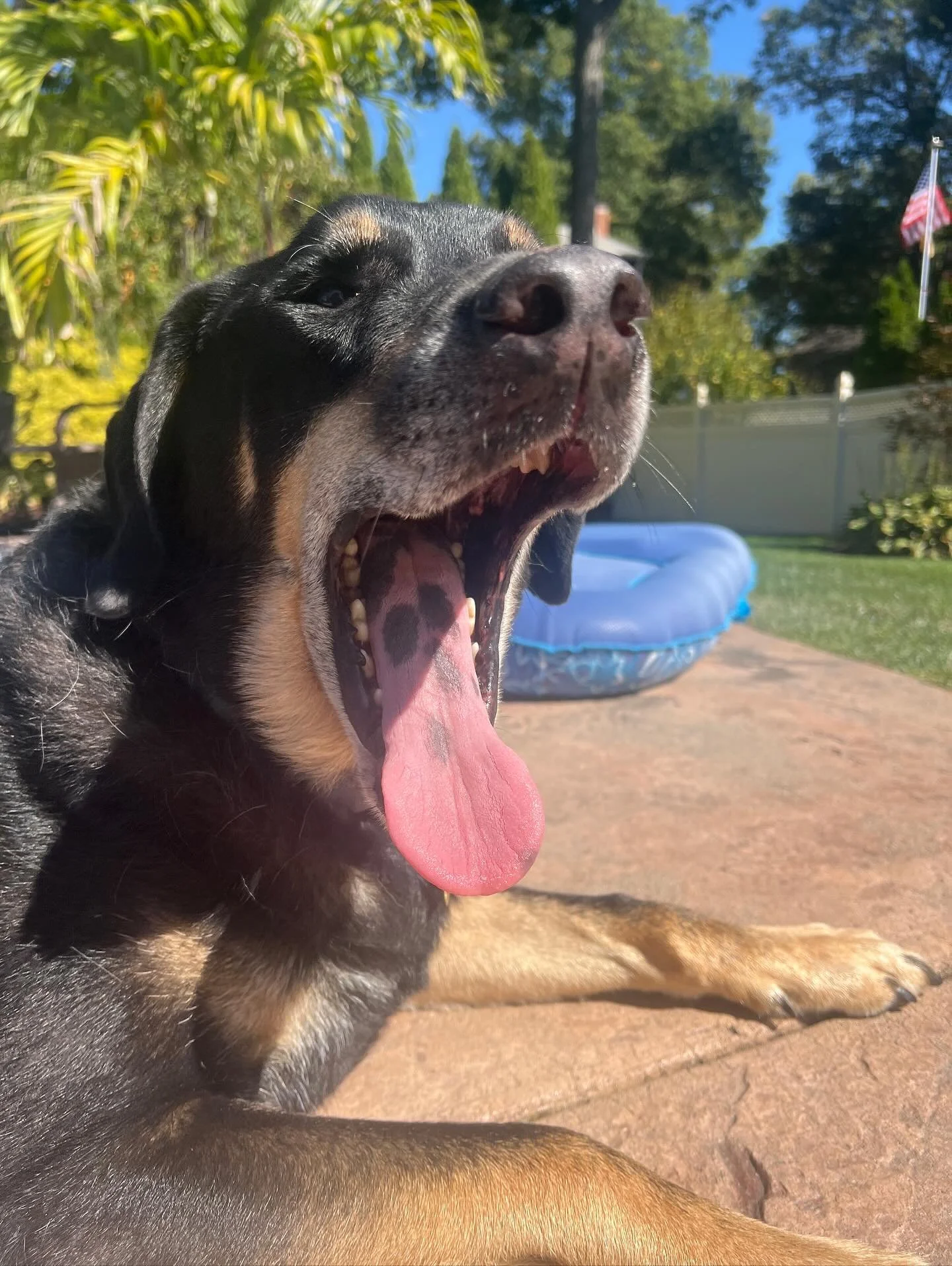 I have the best clients ever🐾🥰 bruno, cali, rosie, charlie, nova, nova again, rosie and I !