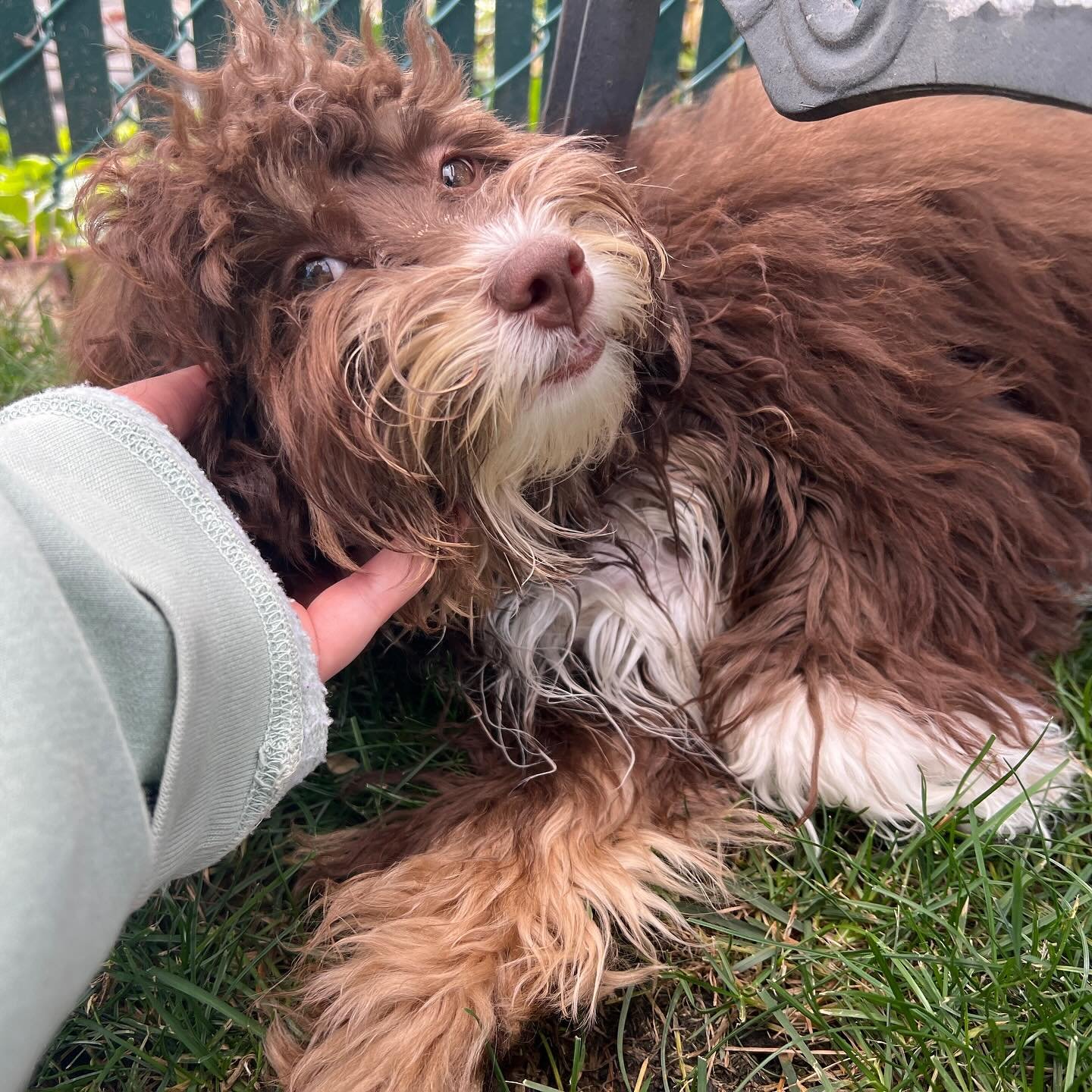 My frequent little clients!

Nova, Rosie, Bruno, Callie, Rosie (again), Nova (again)