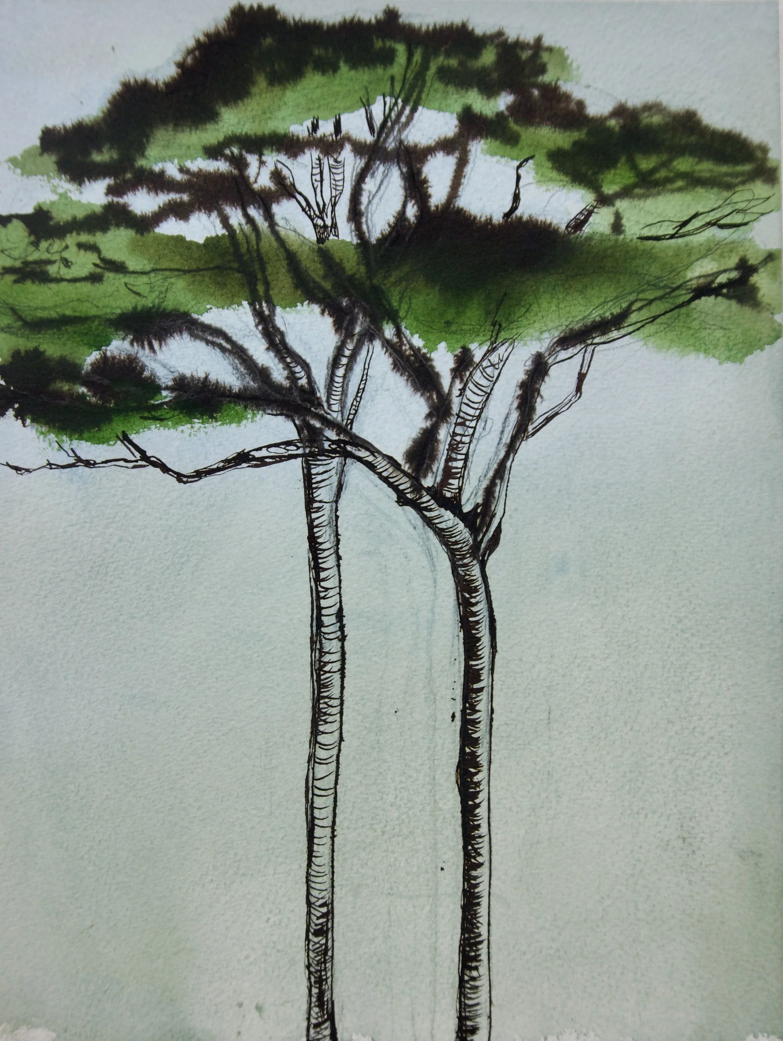 Natasha Zupan Afterglow #49, ink on paper drawing of a tall tree pair