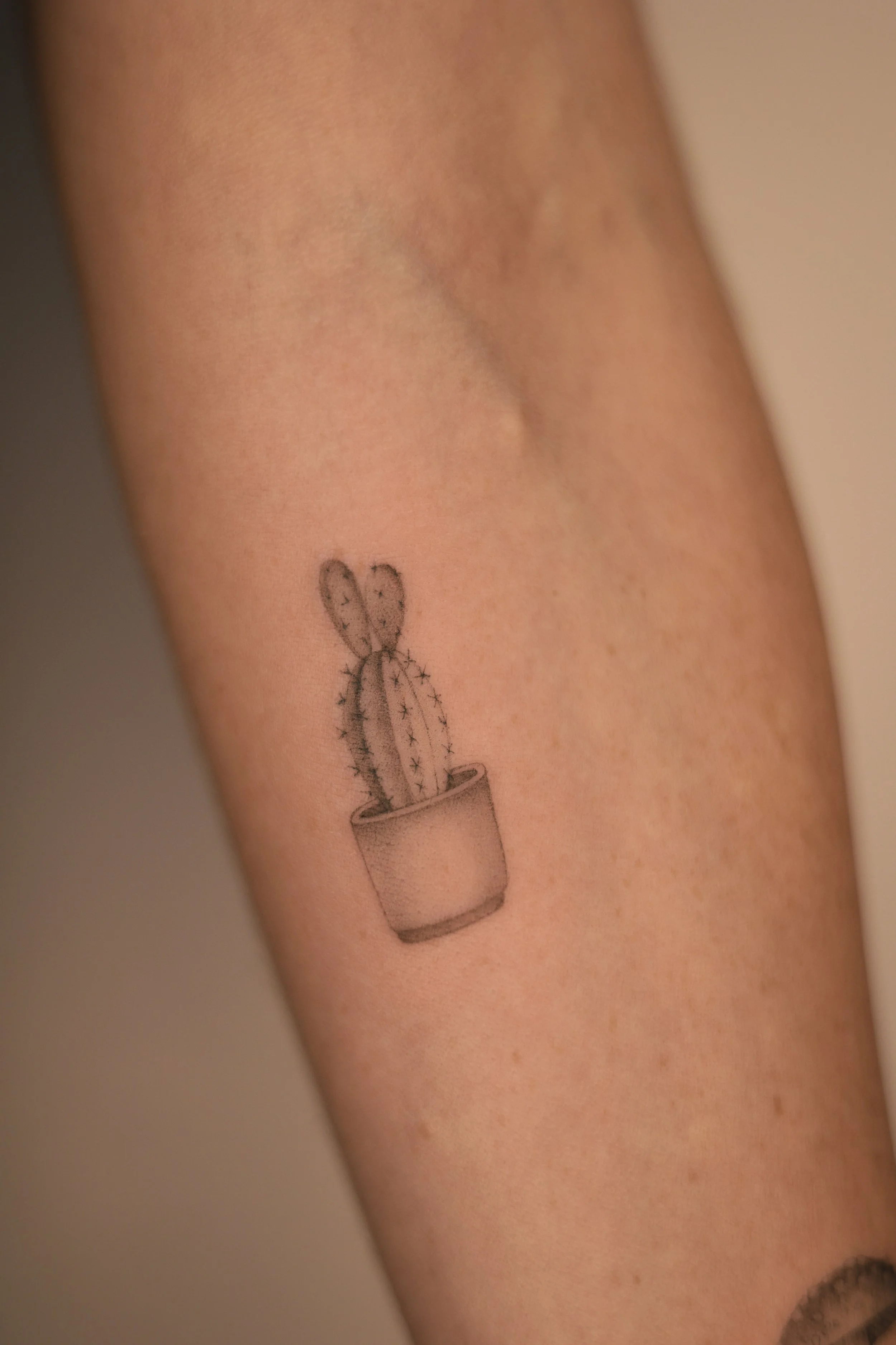 A tattoo of a potted cactus plant in micro realism done by tattoo artist in Vienna.