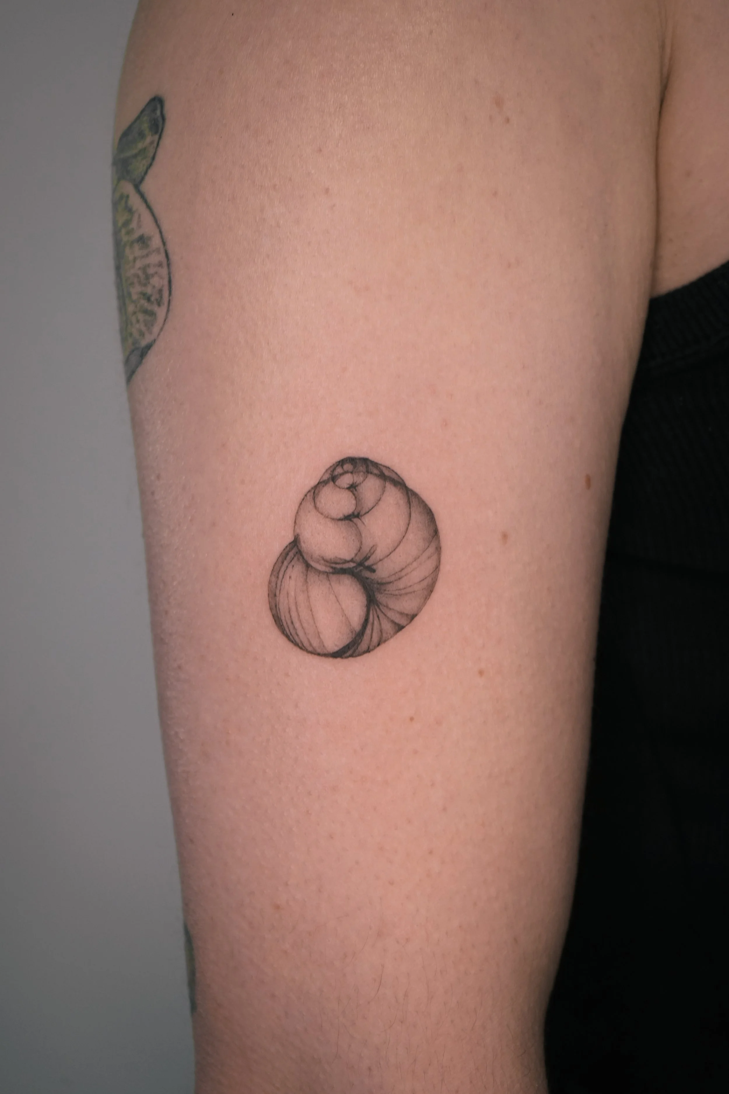 Meeresschnecke/Schneckenhaus – minimalistisches Fineline-Tattoo am Oberarm; feine Linien, dezente Schattierung – Wien.