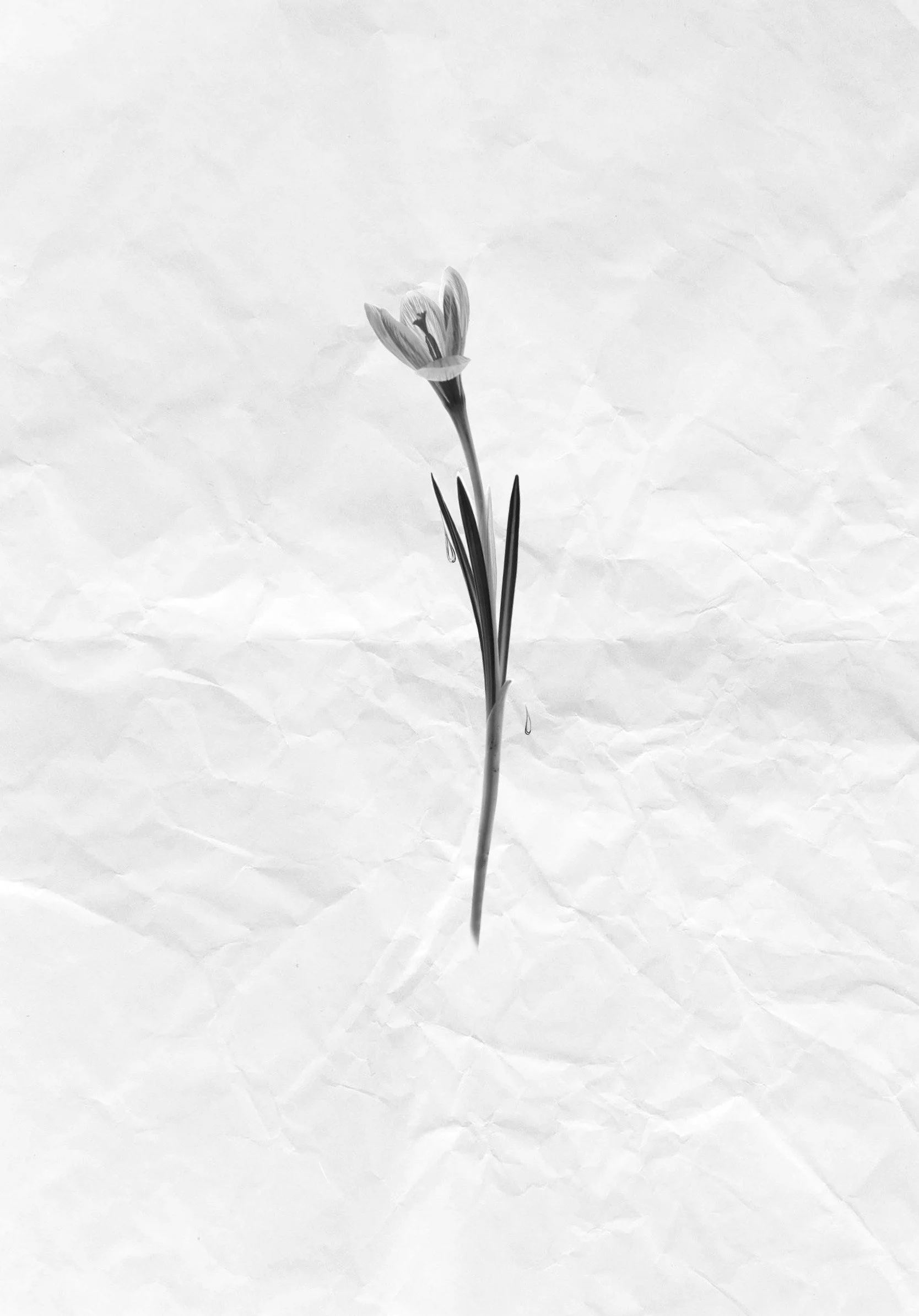 Micro realism flower tattoo design by a Vienna tattoo artist specializing in fine line botanical tattoos.
