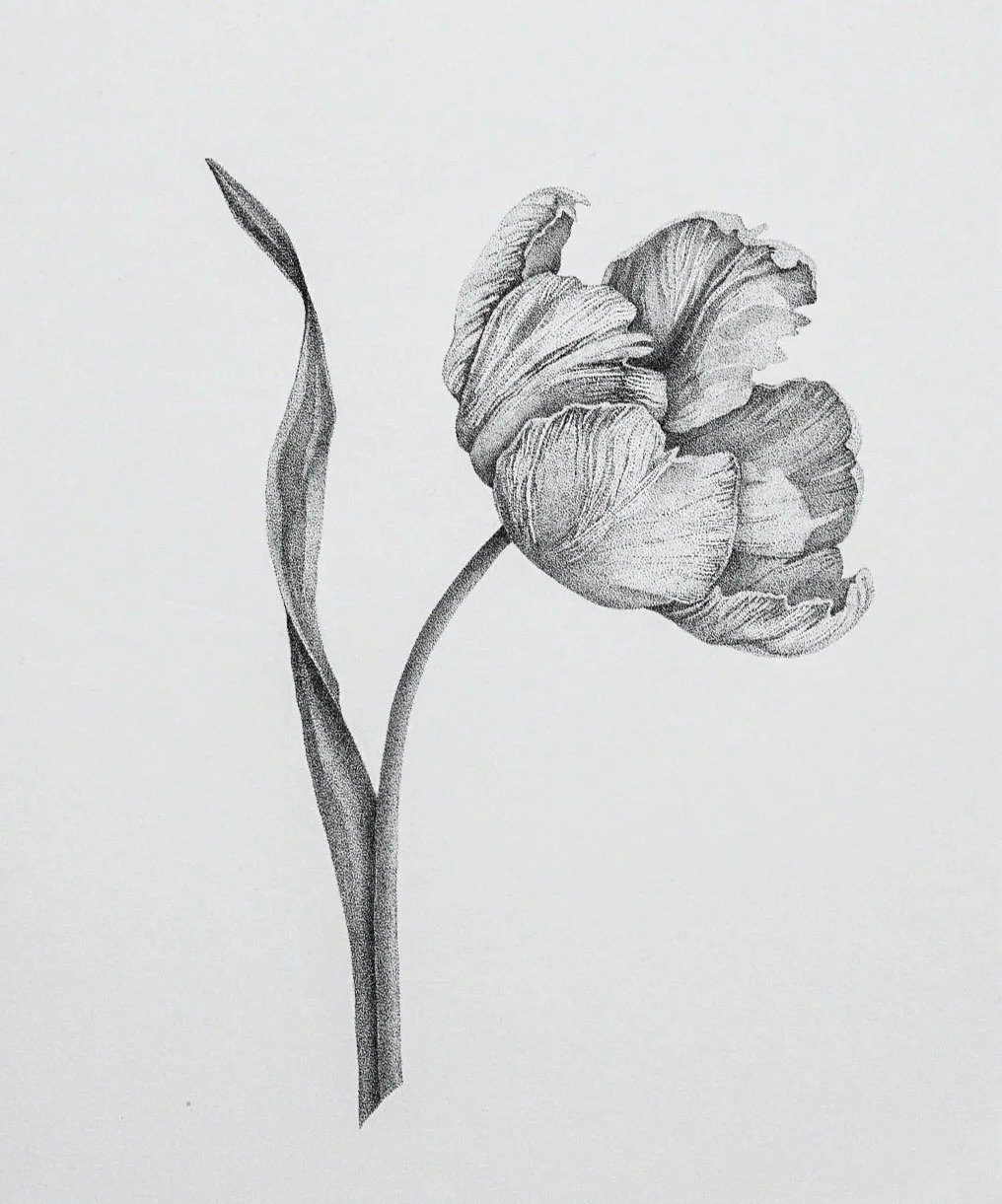 Tulip flower dotwork illustration in black and white