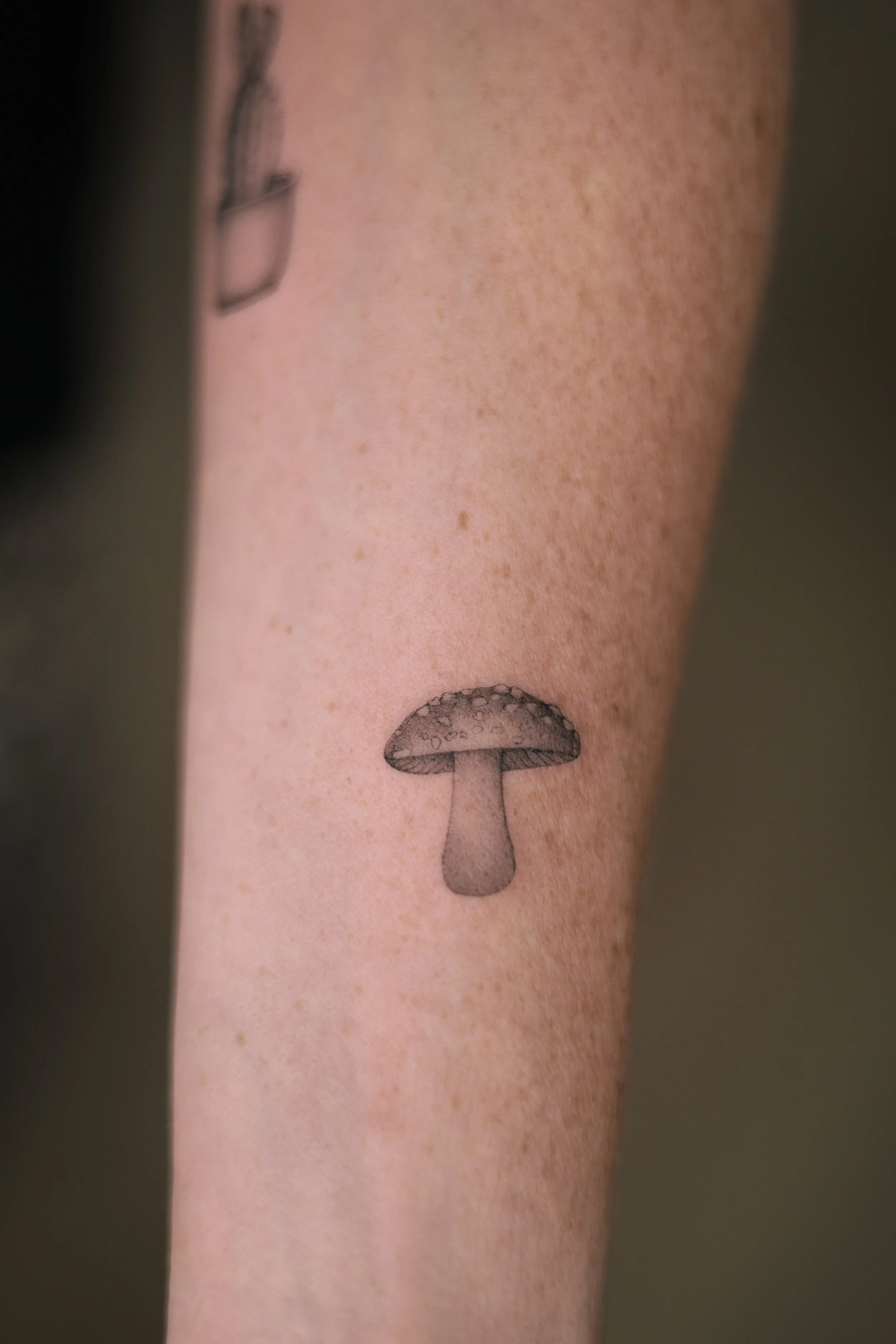 Delicate mushroom tattoo in micro realism done by tattoo artist in Vienna.