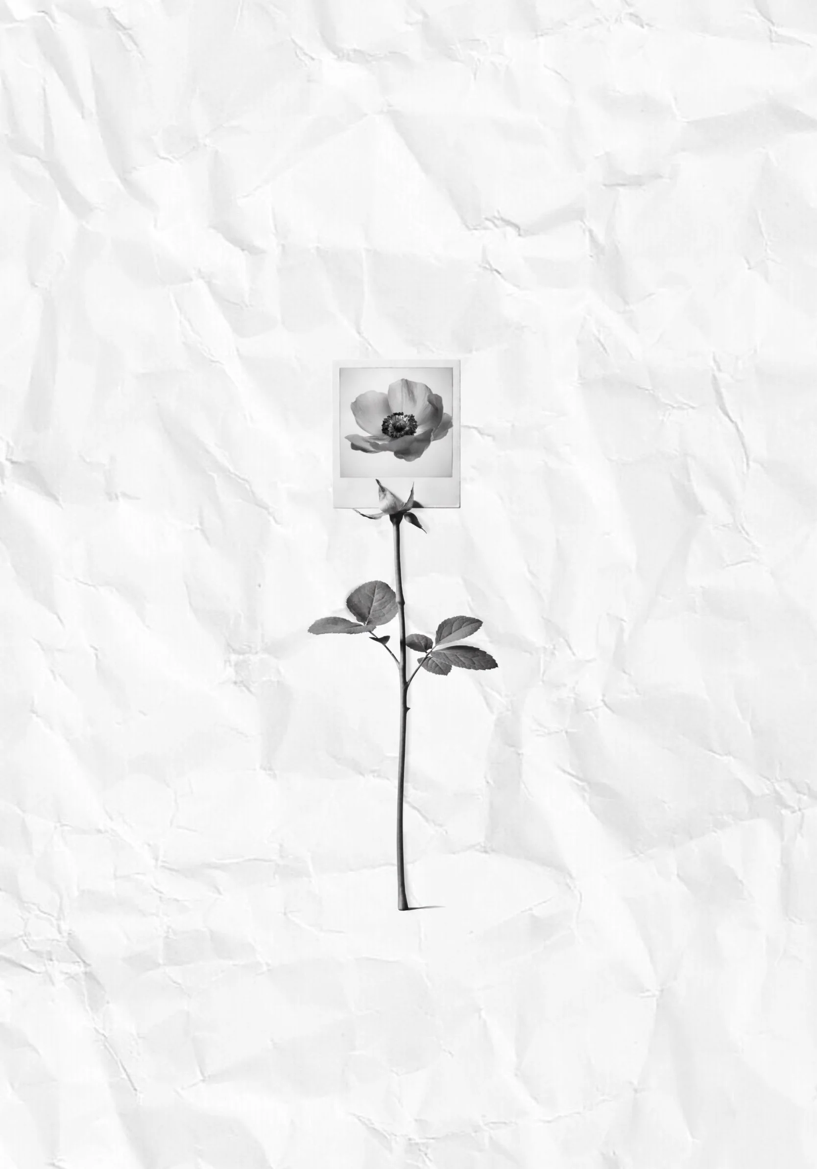 Micro-realistic tattoo design of a single rose topped with a Polaroid-style photograph.