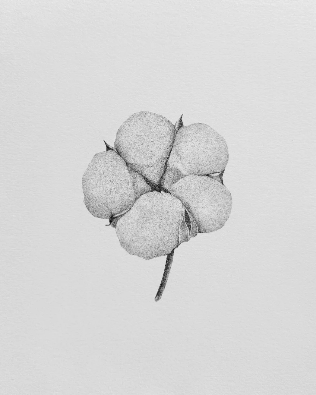 Black and white dot-work drawing of a cotton flower, with five softly shaded sections and a curved stem on textured paper, by a Vienna tattoo artist.