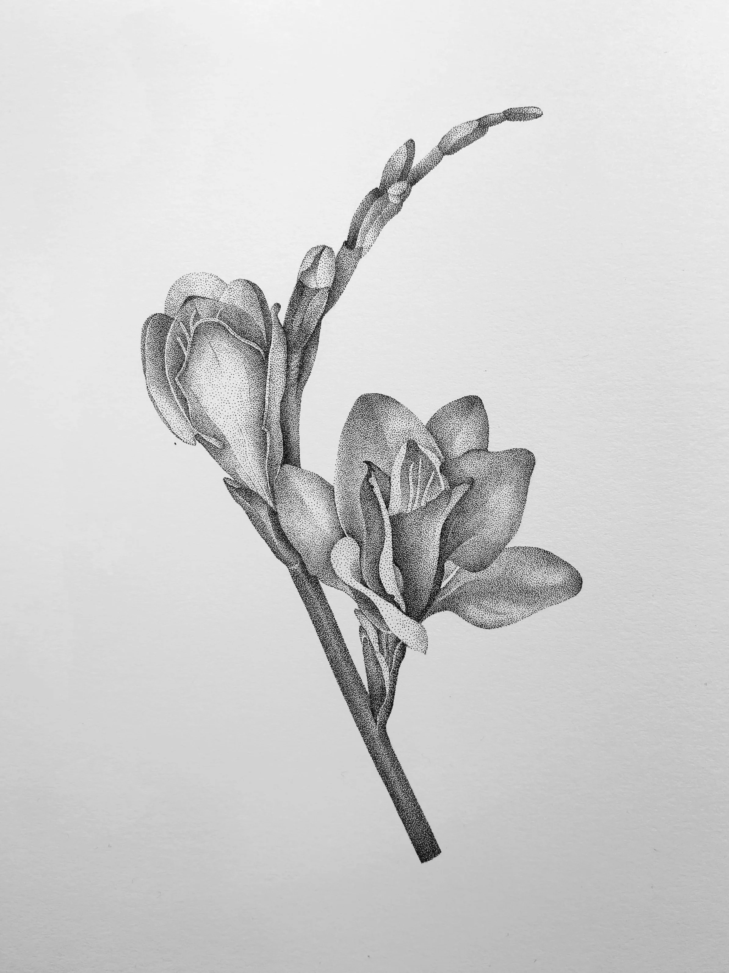 Freesia flower dotwork illustration in black and white
